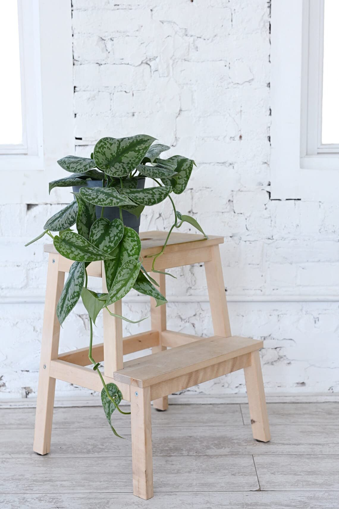 Live Satin Pothos Exotica Plant - Large Leaf Indoor Houseplant in 6