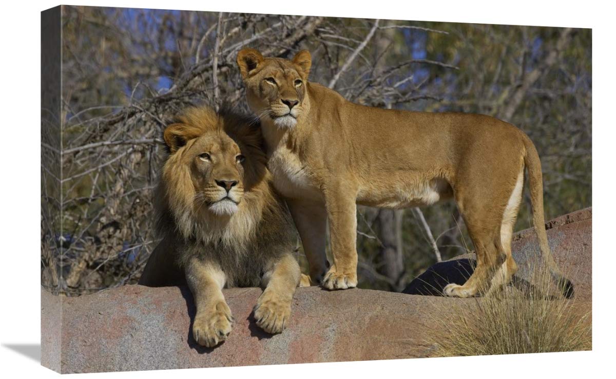 African Lion & Lioness Canvas Art Print - 24x16 Inches - Wildlife Wall Decor for Living Room, Bedroom & Office - Native to Africa