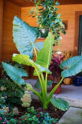 Alocasia Borneo Giant Elephant Ear Plant - Large Tropical Foliage Houseplant in 3 Gallon Pot (28-34