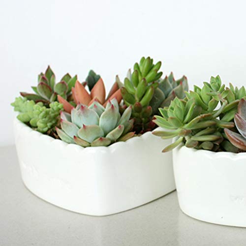 2 Pack Heart-Shaped White Ceramic Succulent Plant Pots - Small Cactus Flower Pots for Home Decor, Office Desk, Wedding Centerpieces & Gift Ideas