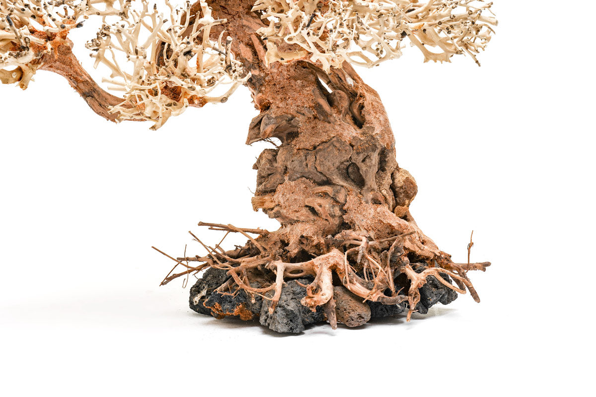 Premium Uns Bonsai 012 - Miniature Bonsai Tree for Home & Office Decor, Zen Garden, Gift Idea