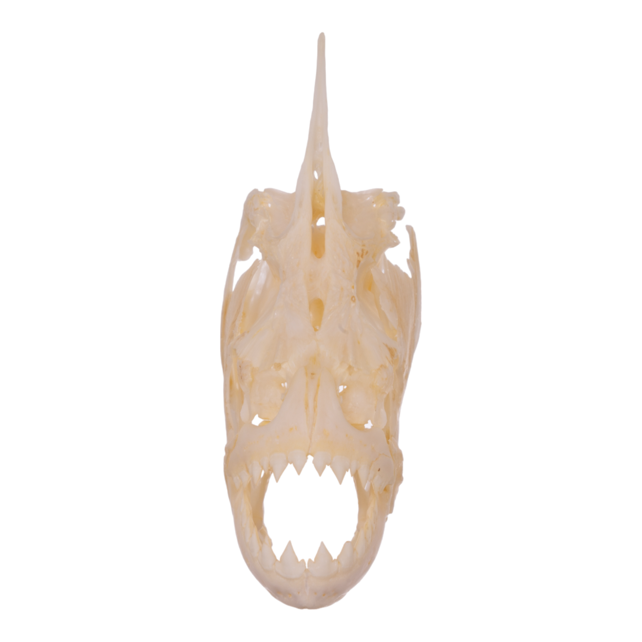 Authentic Redeye Piranha Skull Specimen - Taxidermy Collectible for Home Decor, Science Education & Gothic Display