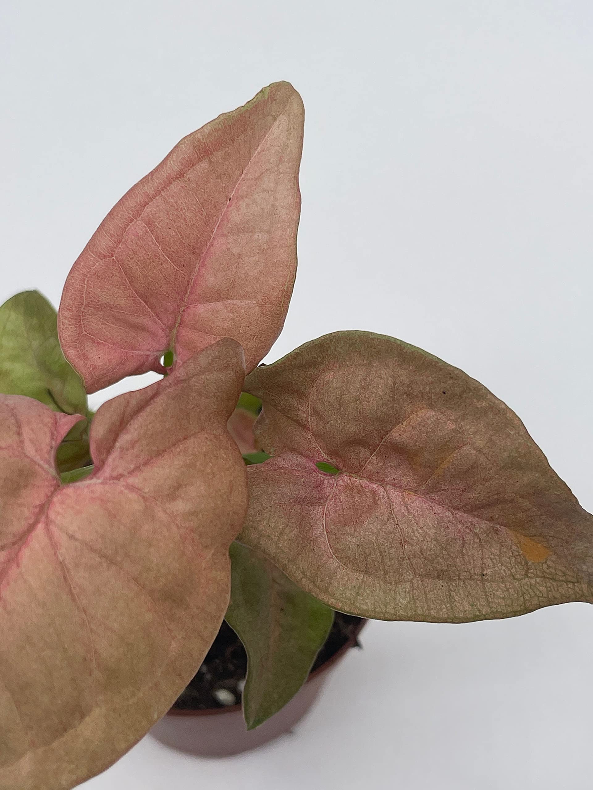 Syngonium Pink Strawberry Live House Plant - Well Rooted Starter in 2 Inch Pot | Perfect for Home Decor, Office Desk & Indoor Gardening