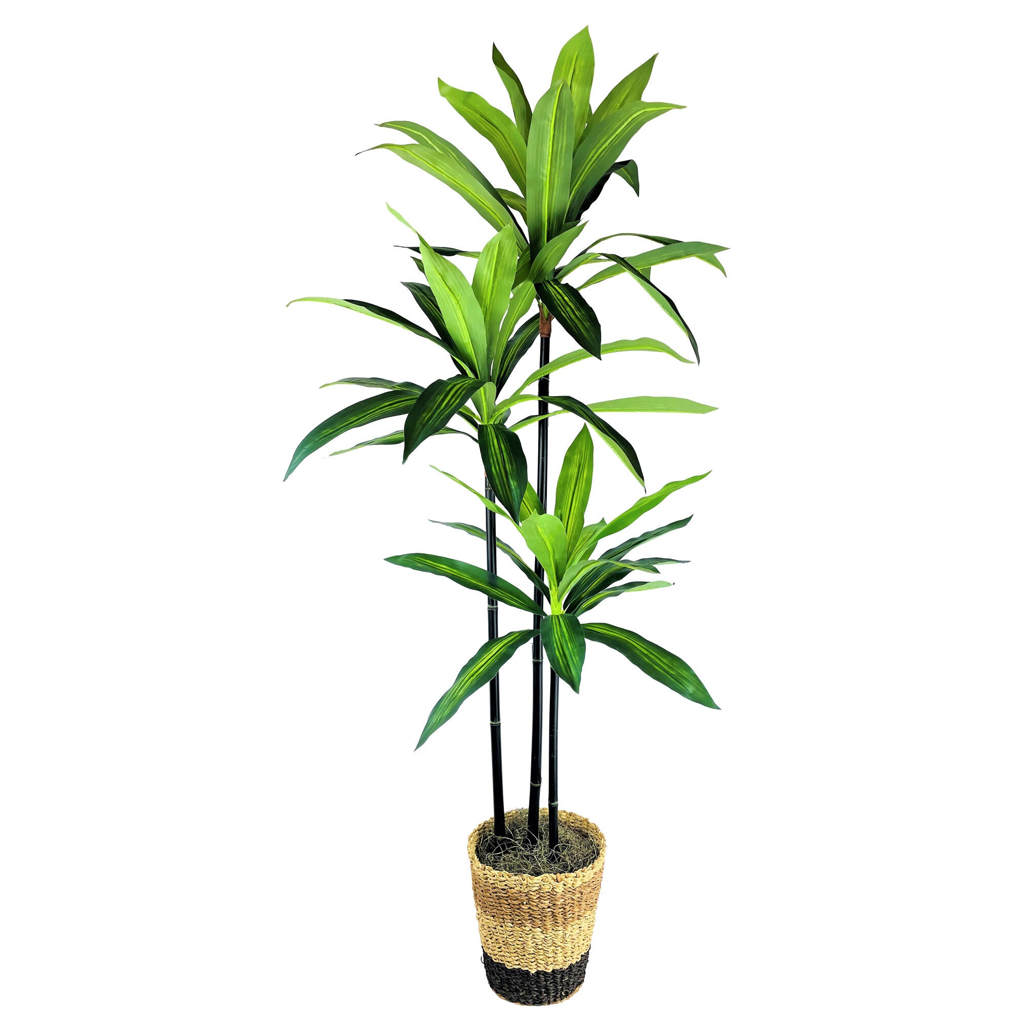 Dracaena Tree in Decorative Basket - Indoor House Plant for Home, Office & Living Room Decor - Perfect for Adding Greenery to Any Space