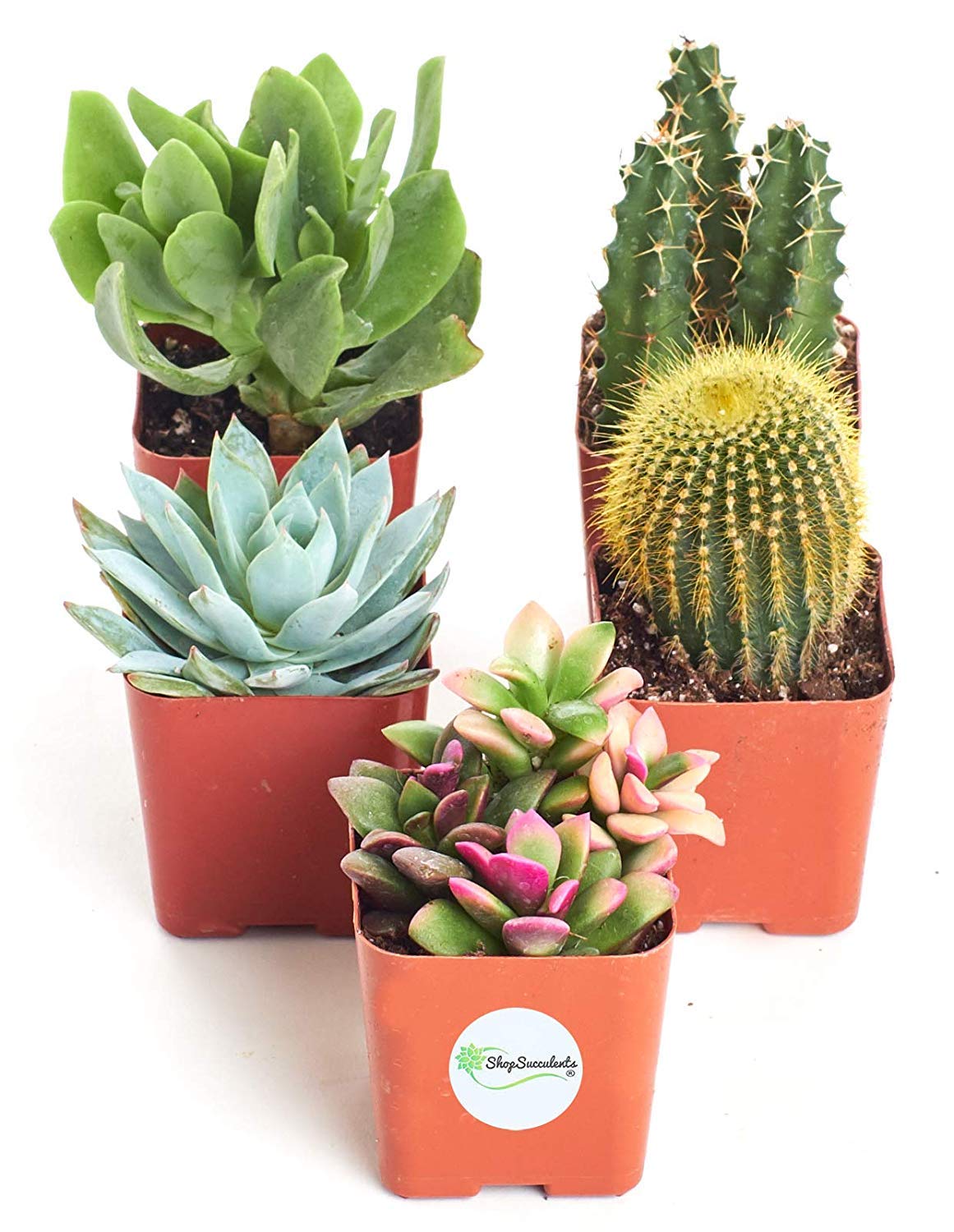 Live Succulent Plants Variety Pack - 5 Hand-Selected Mini Succulents in 2