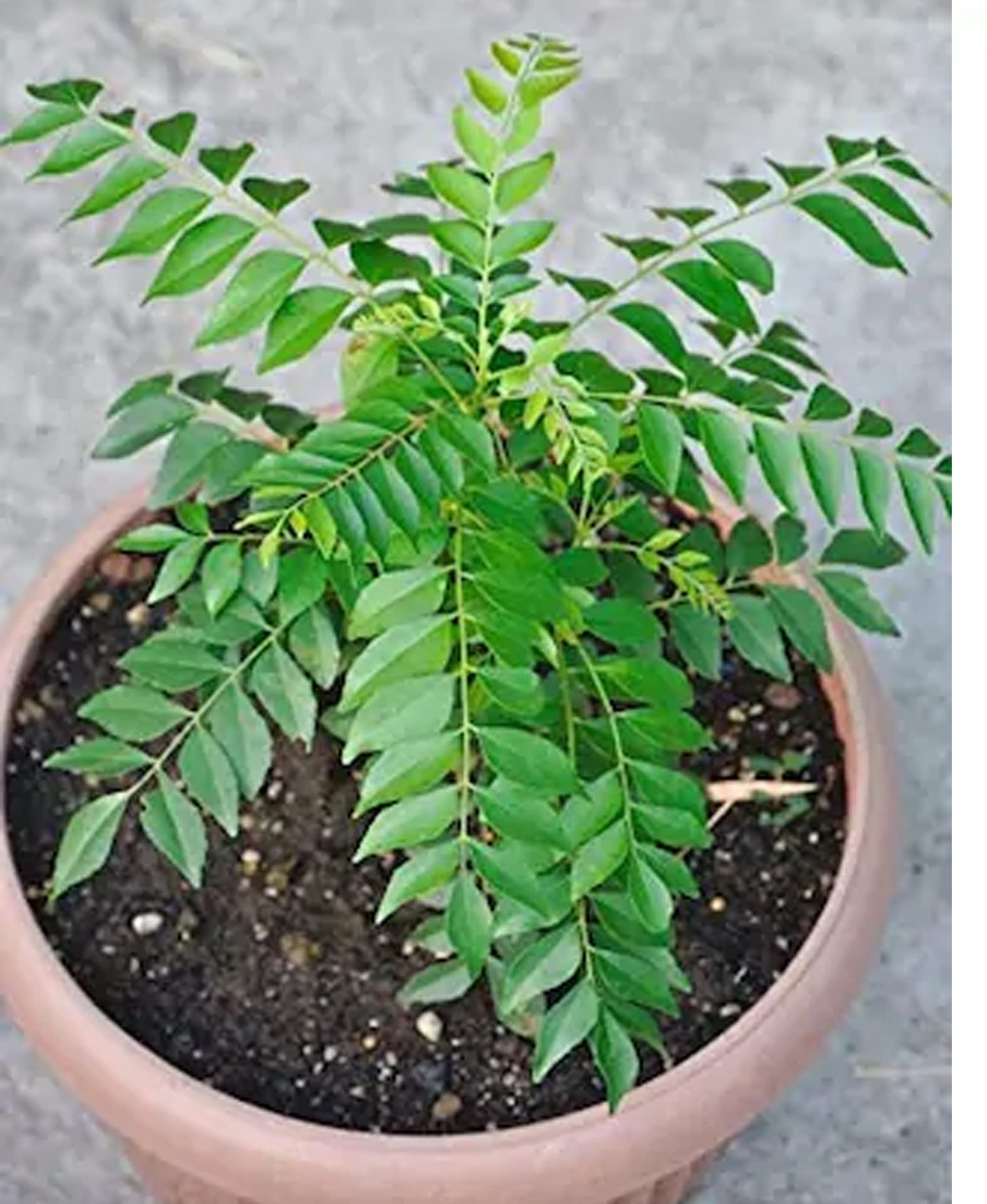 Organic Curry Leaf Plant (Murraya Koenigii) - Fresh Herbal Plant in Pot for Cooking, Ayurveda & Home Garden - Pack of 1 | Perfect for Indian Cuisine, Natural Remedies & Indoor Gardening