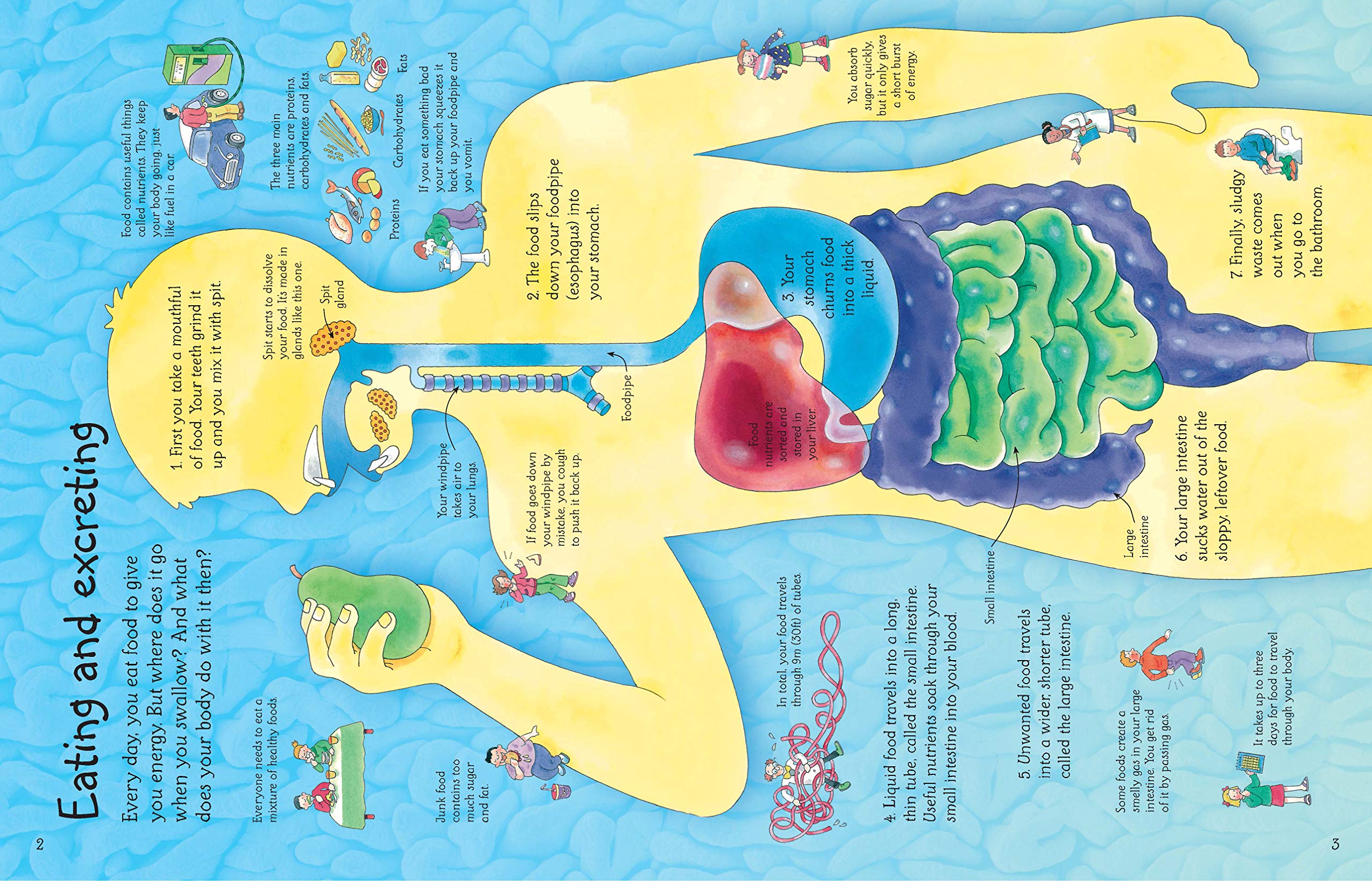 See Inside Your Body - Human Anatomy Book (International Edition) | Perfect for Medical Students, Kids Science Learning & Home Education