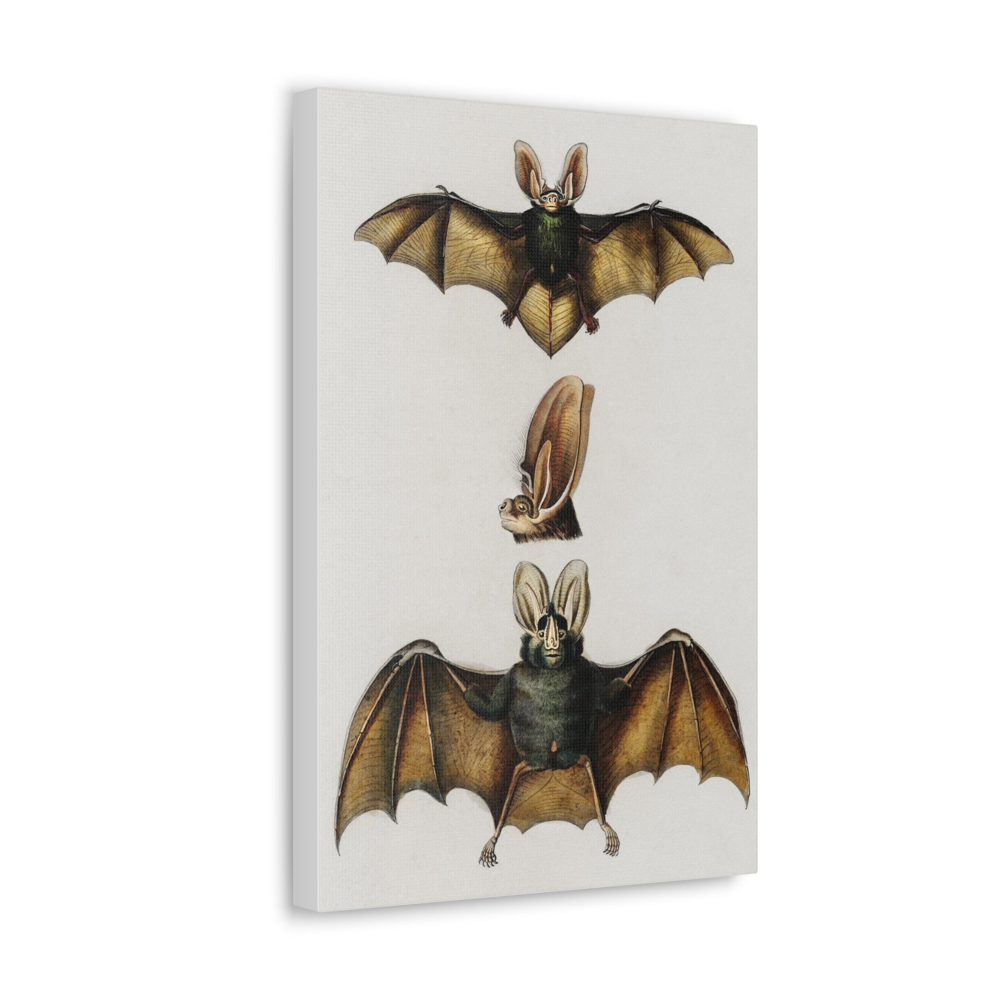 Plecotus Bat Art Print by Charles Dessalines - Stunning Canvas Wall Decor for Home, Office & Gifts | Wildlife Illustration | Nature-Inspired Decor