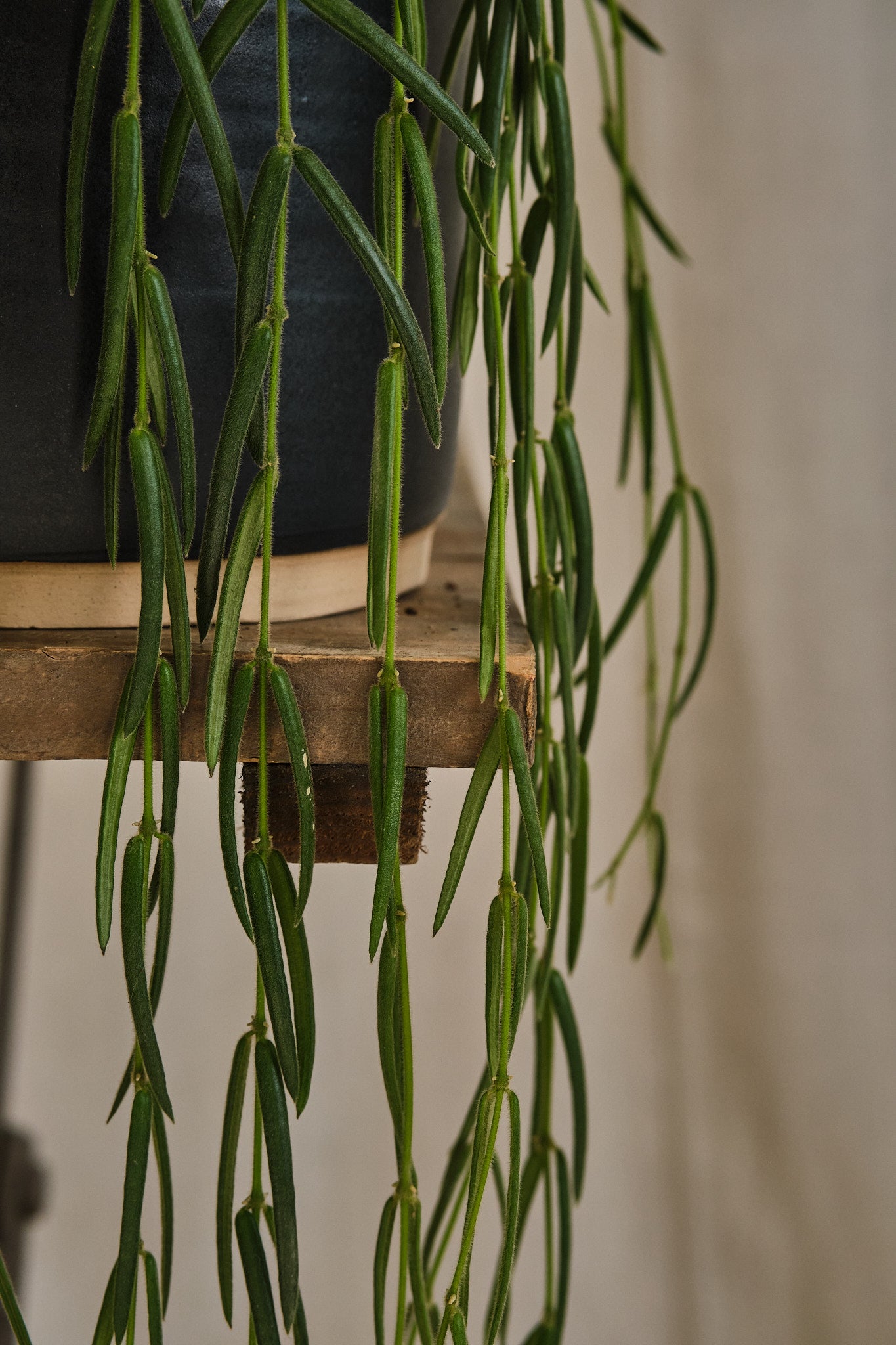 Hoya Linearis - Long Vine Wax Plant for Hanging Baskets | Indoor Houseplant for Home & Office Decor | Perfect for Living Rooms, Bedrooms, and Balconies