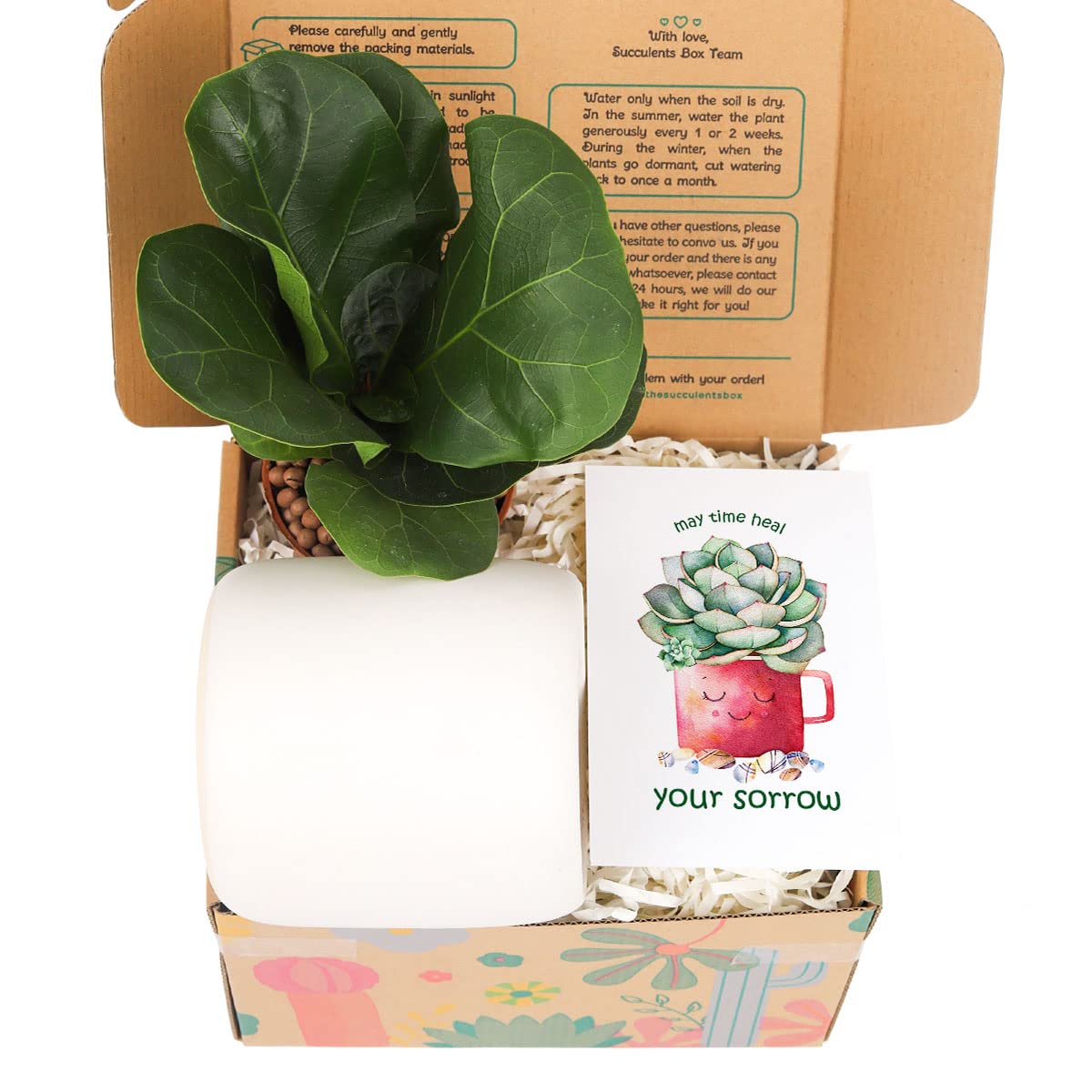 Healing Houseplant Gift Box Set with May Time Heal Your Sorrow Card - Perfect Plant Lover Gift for Sympathy, Get Well, or Home Decor