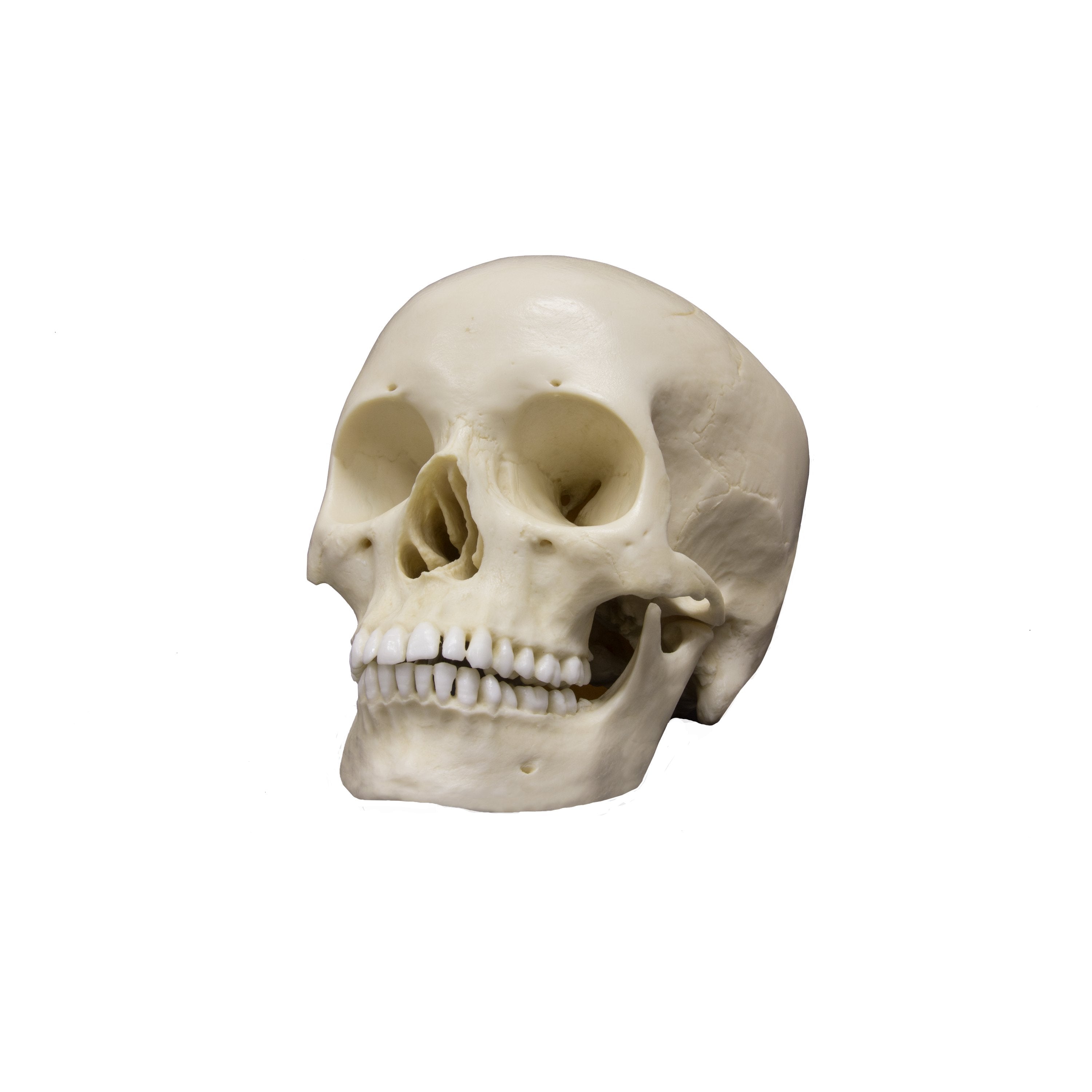 Realistic Asian Female Human Skull Replica - Perfect for Halloween Decor, Medical Study, and Horror Movie Props