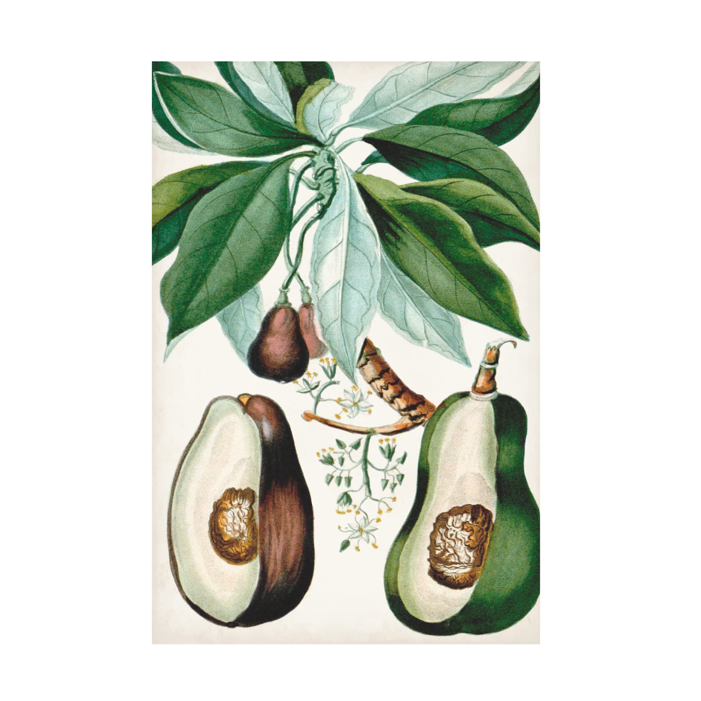 Turpin Tropical Fruit V Canvas Art Print - Vibrant Fruit Wall Decor for Kitchen, Dining Room & Home - Modern Tropical Painting by Trademark Fine Art