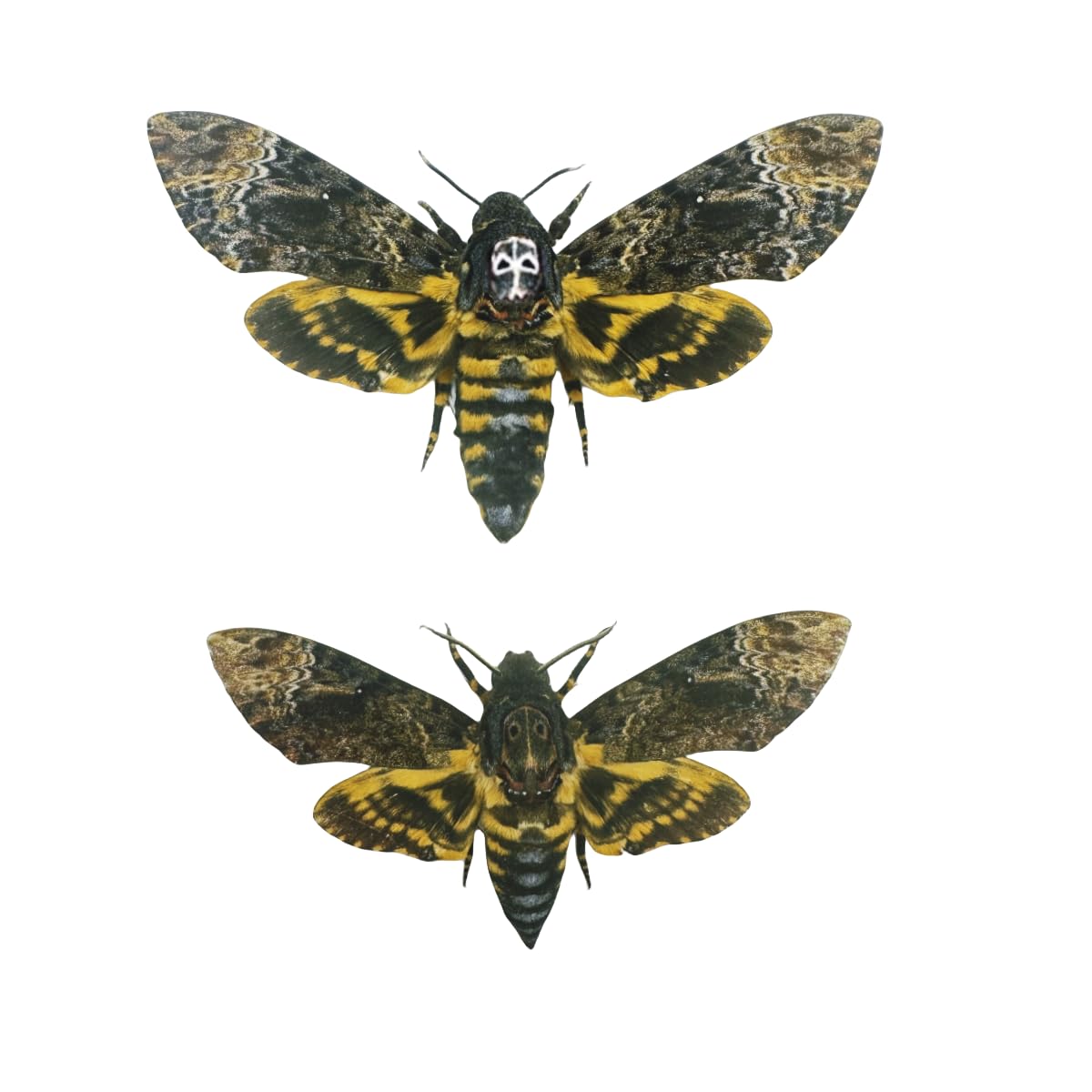 2 Real Death's Head Moths (Acherontia lachesis) - Greater Death's Head Hawkmoth Specimens - Male & Female Skull Moth Collection - Perfect for Entomology Displays, Gothic Decor, and Science Education