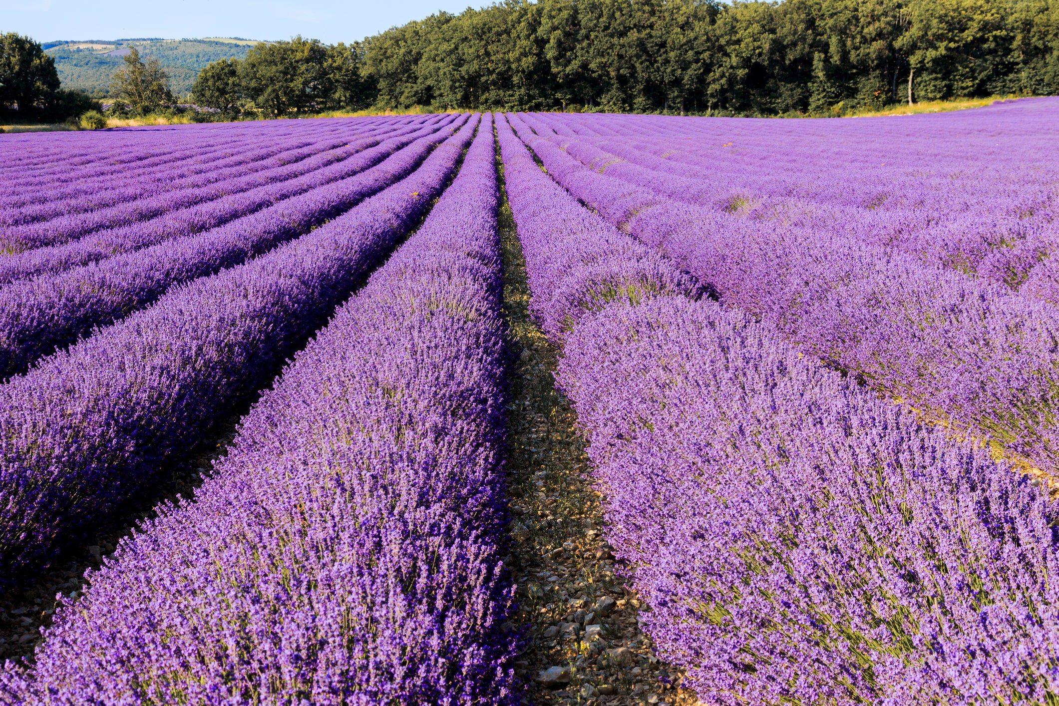 1OZ Parisian Lavender Harmony Essential Oil - Pure & Natural Aromatherapy for Relaxation, Stress Relief & Sleep - Perfect for Diffusers, Massage & DIY Skincare