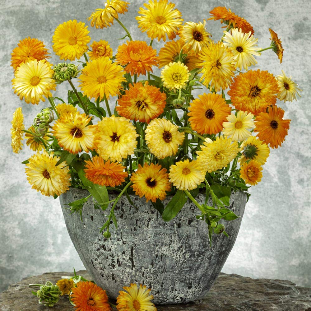 Outsidepride 1 lb. Annual Calendula Pot Marigold Flower Seeds Mix - Non-GMO, Easy to Grow, Attracts Pollinators - Perfect for Garden Beds, Borders & Container Planting