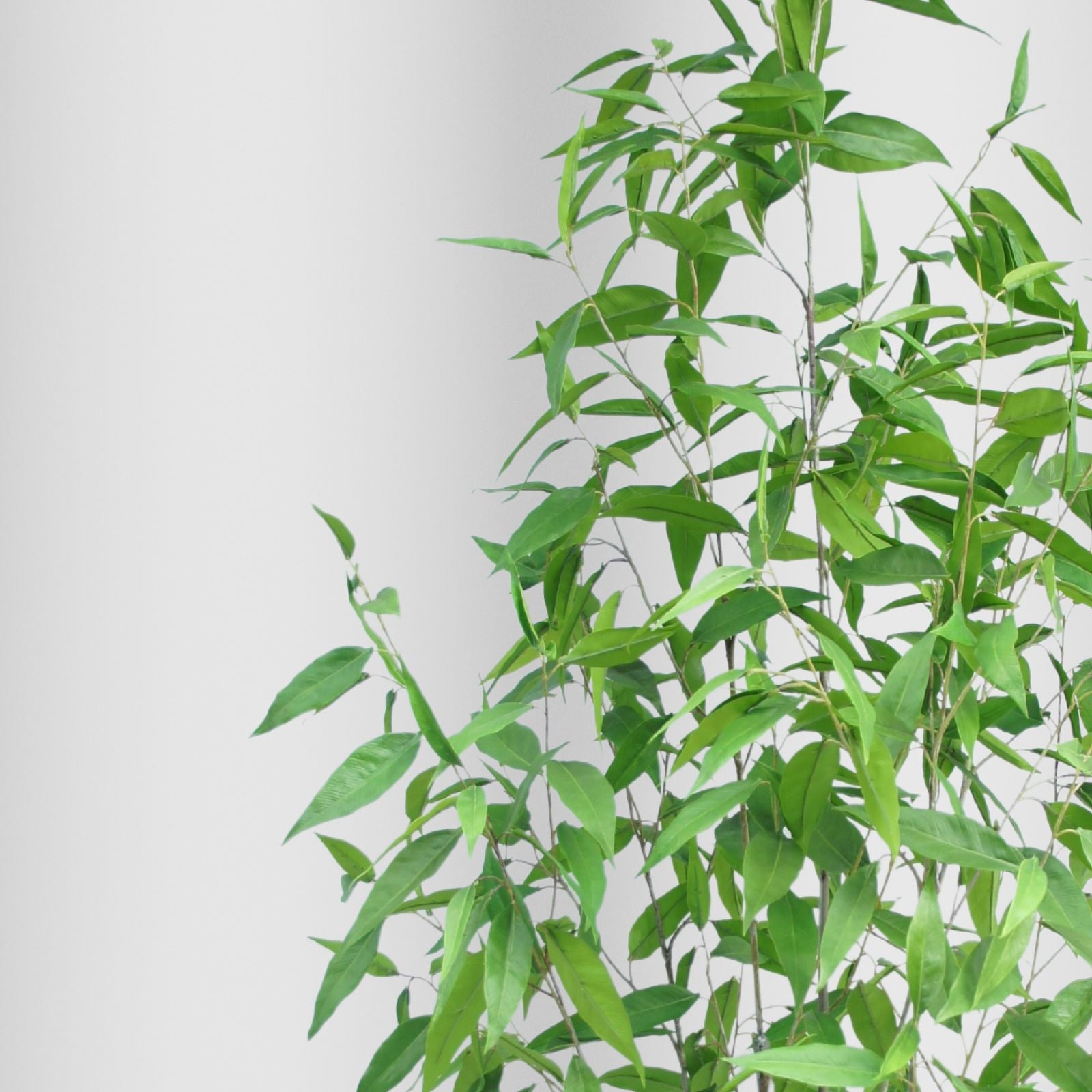 Premium Artificial Lemon Eucalyptus Gum Tree - 240cm Tall Lifelike Faux Plant for Home & Office Decor - Perfect for Living Room, Bedroom, or Indoor Garden