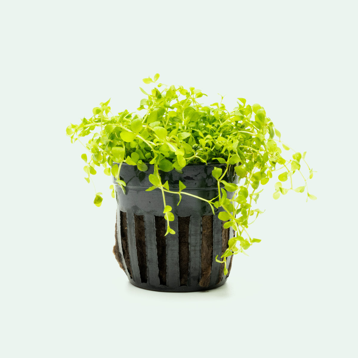 Micranthemum 'Monte Carlo' Aquatic Plant for Freshwater Aquariums - Perfect for Carpeting, Foreground Planting & Nano Tanks