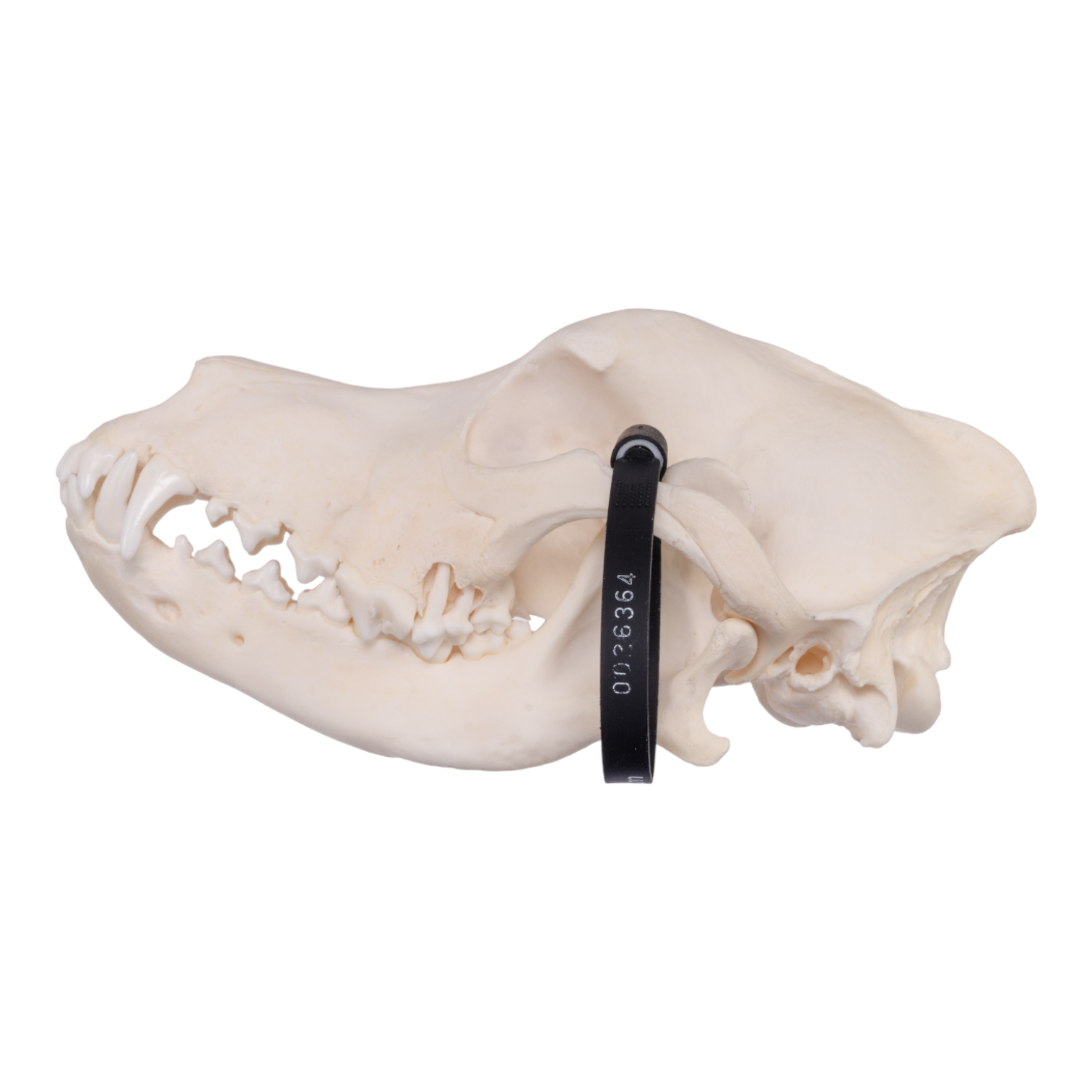 Authentic Husky Dog Skull - Real Domestic Canine Skull for Taxidermy, Veterinary Study, and Halloween Decor - Perfect for Educational Displays and Spooky Home Decor