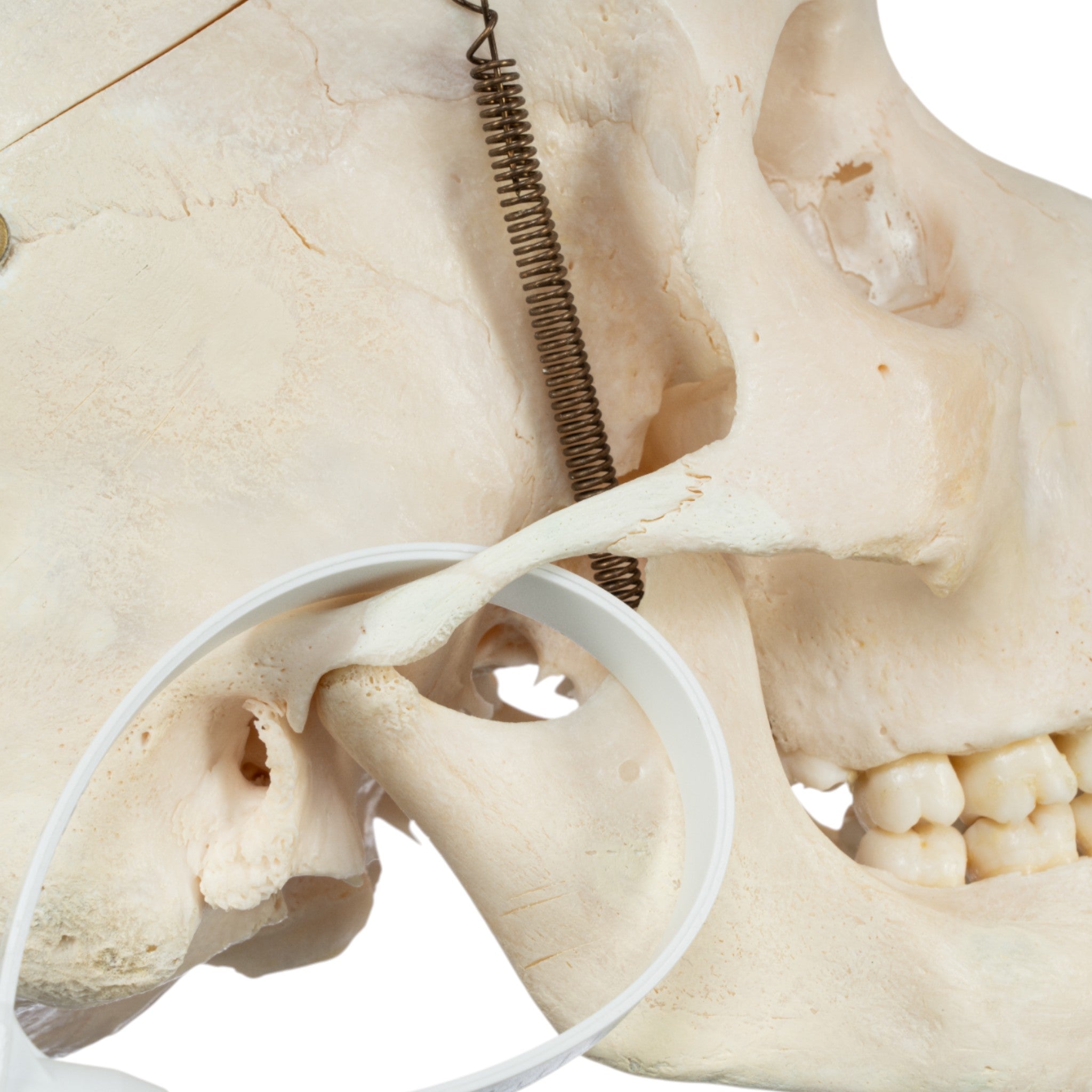 Real Human Half Skeleton Disarticulated - Anatomical Model for Medical Education, Science Classrooms & Halloween Decor