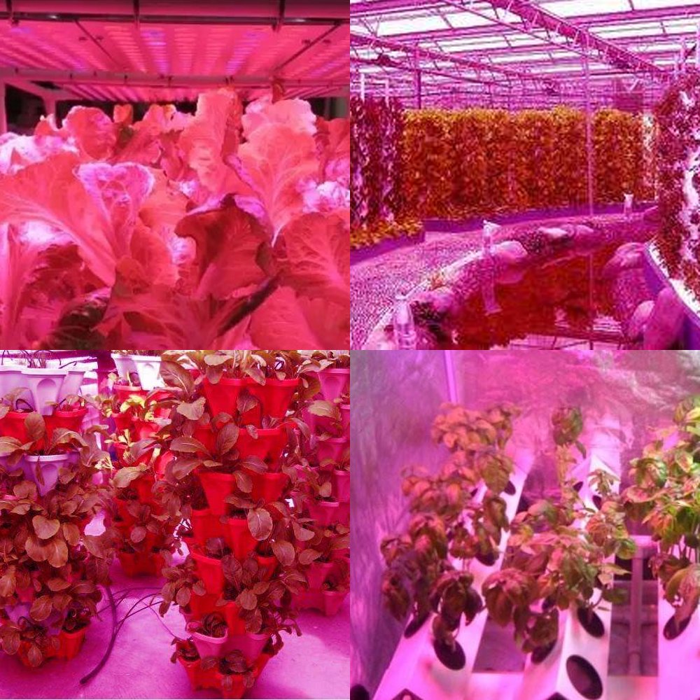 600W Full Spectrum LED Grow Light for Indoor Plants - Dual Chip 380-730nm Plant Growing Lamp with Hanging Kit - Ideal for Hydroponics, Greenhouse, Seedlings, Vegetables & Flower Growth