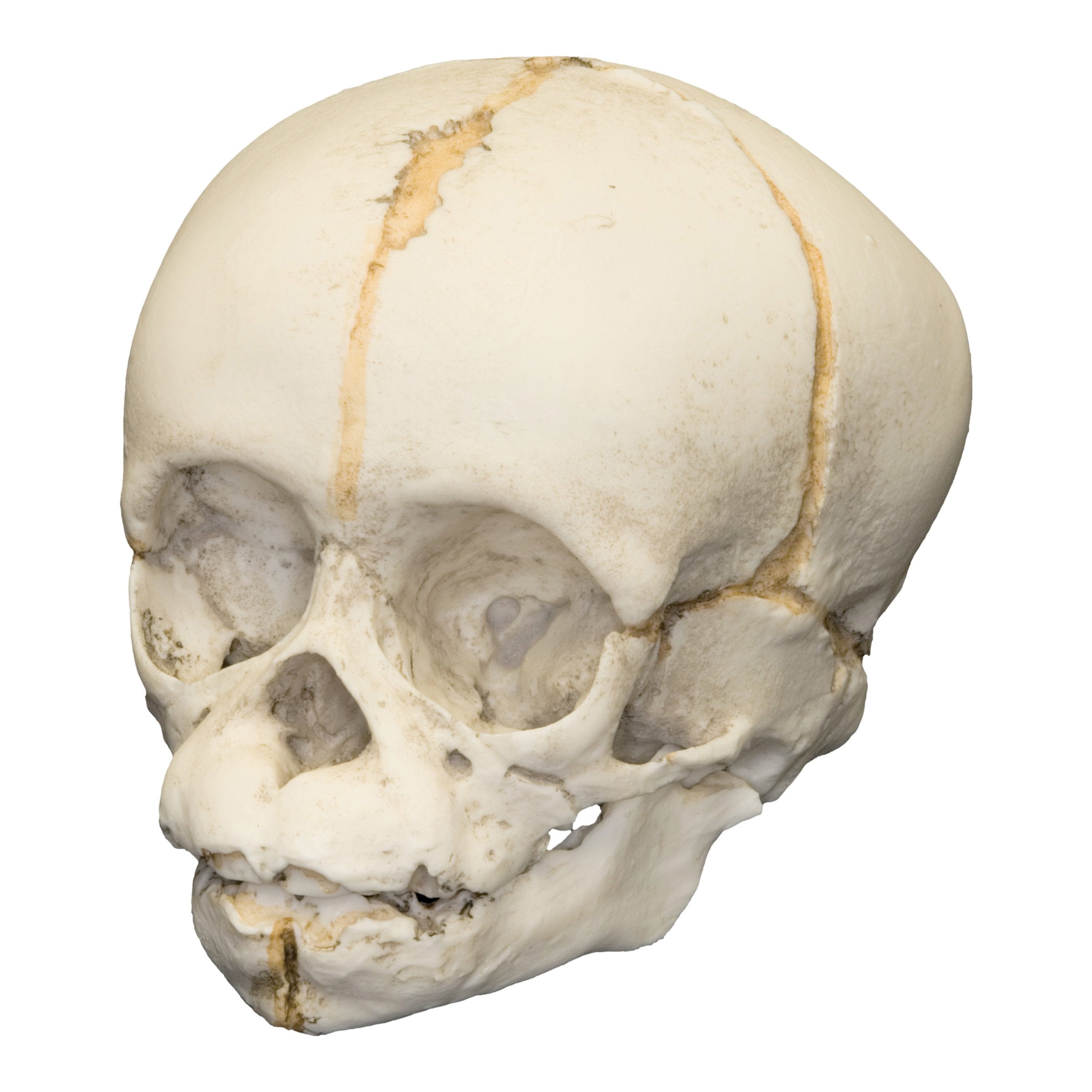 Authentic Replica Chimpanzee Fetal Skull - High-Quality Primate Anatomy Model for Science Education & Medical Study | Perfect for Classroom, Museum Display & Research Collection