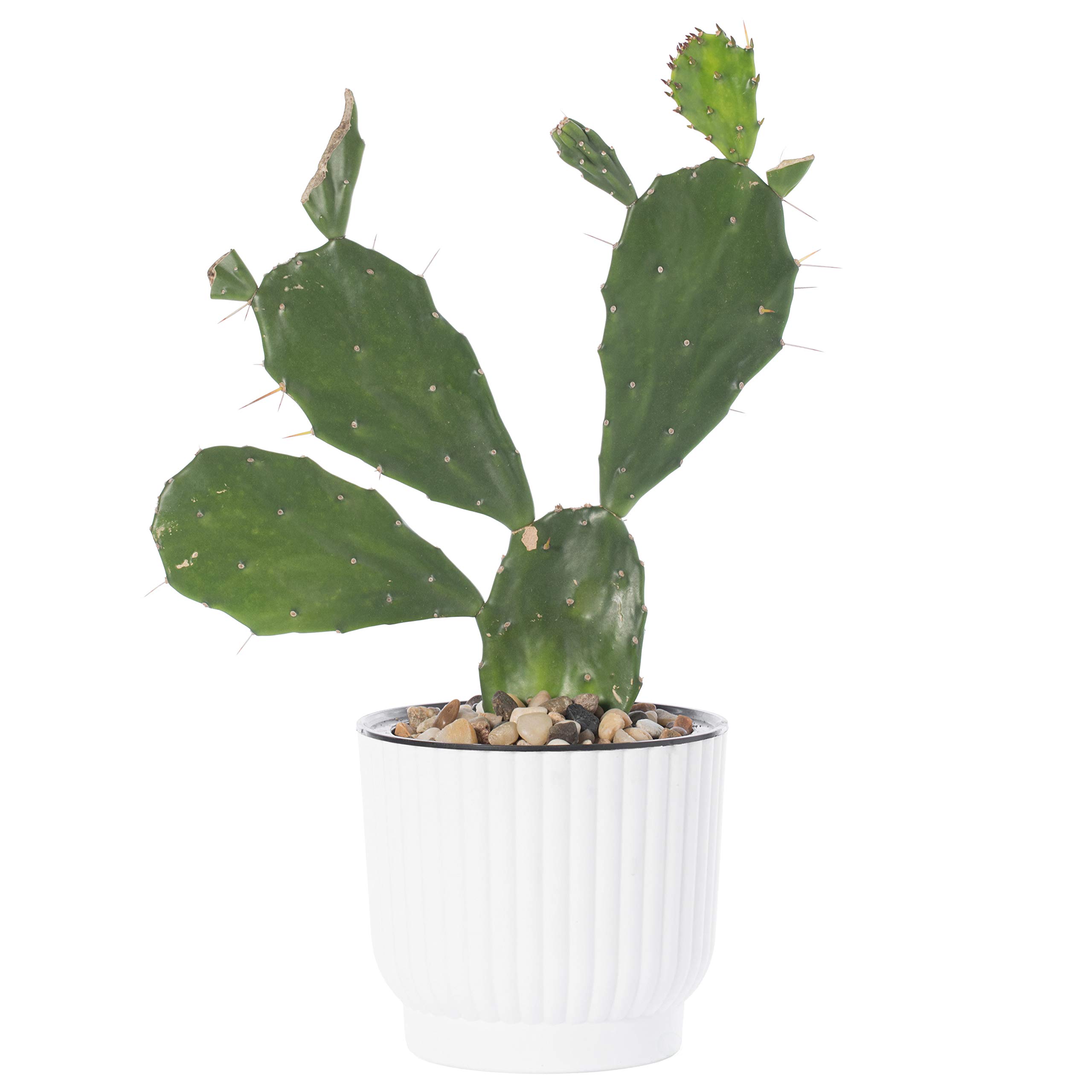 Gardenised 6-Pack Self-Watering White Flower Pots - Indoor/Outdoor Planters with Drainage Holes for Home Decor, Balcony, Office & Garden Use