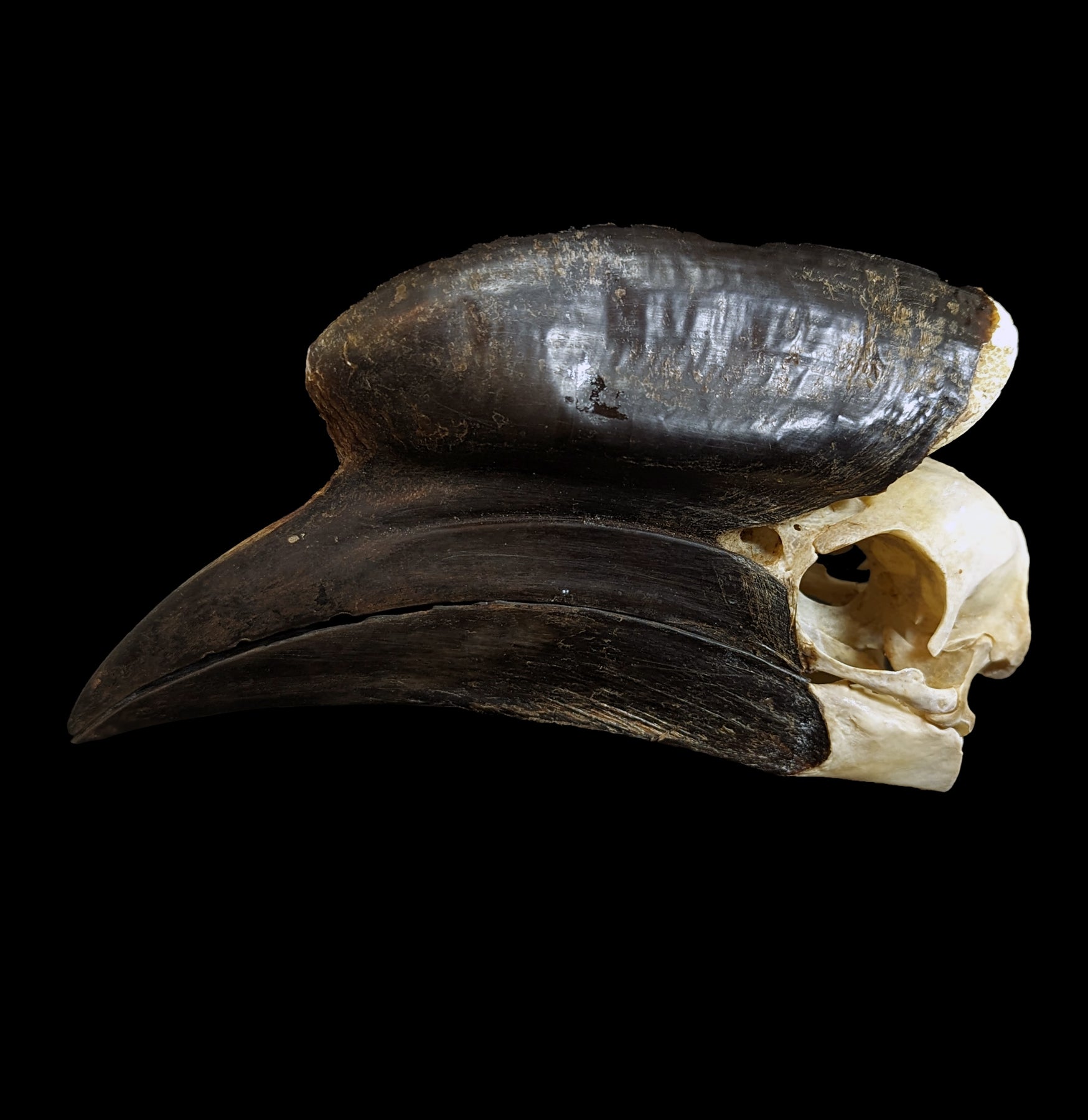 Black Casqued Hornbill Skull - Authentic Taxidermy Specimen for Home Decor, Gothic Collection & Unique Gifts - Perfect for Halloween, Dark Aesthetic & Oddity Displays