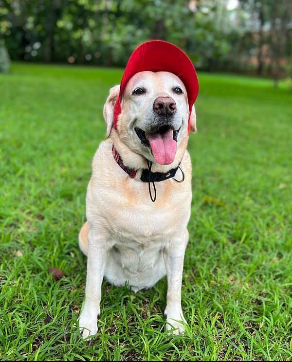 Red Baseball Cap for Men & Women - Adjustable Large Size | Perfect for Outdoor Sports, Hiking & Casual Wear