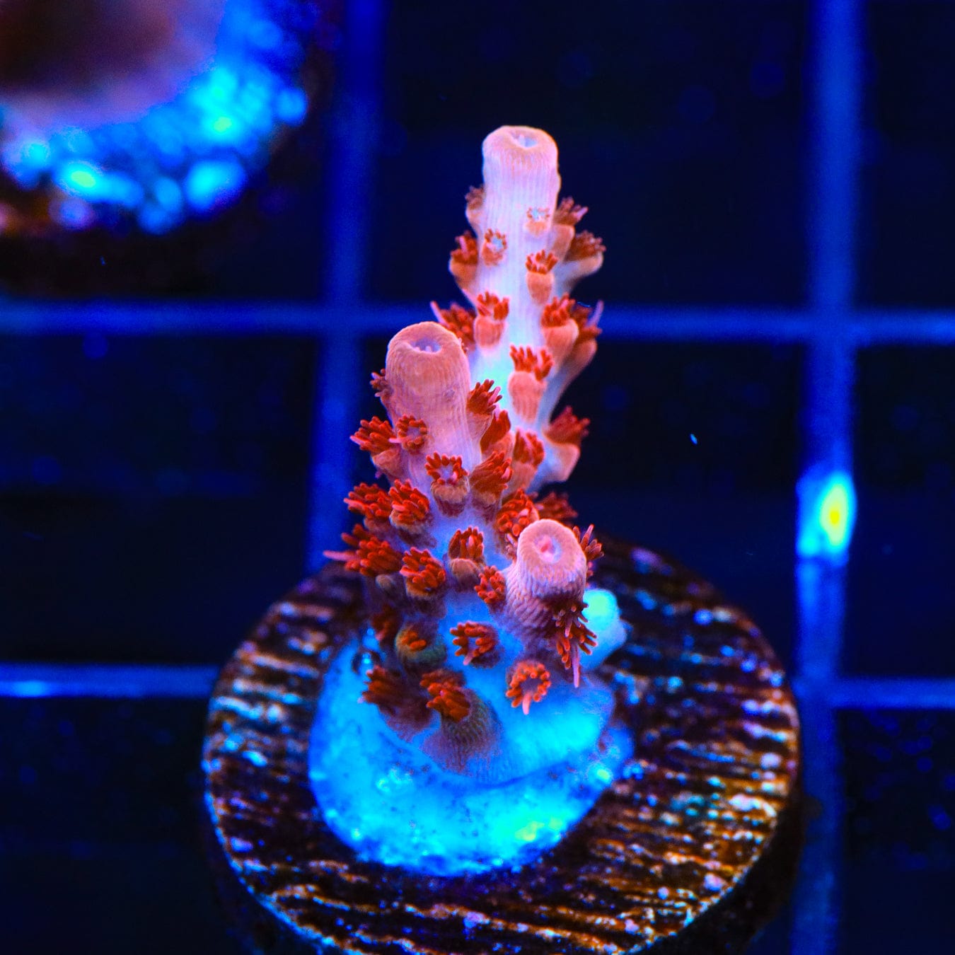 Premium CB Maleficent Acropora Coral for Saltwater Aquariums - Vibrant Purple & Green SPS Coral for Reef Tanks, Nano Tanks & Coral Frag Racks