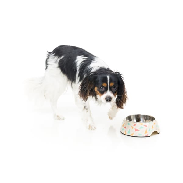 Fuzzyard Fab Easy Feeder Slow Dog Bowl - Non-Slip Pet Food Dish for Small Medium Large Dogs - Perfect for Fast Eaters & Mealtime Mess Prevention