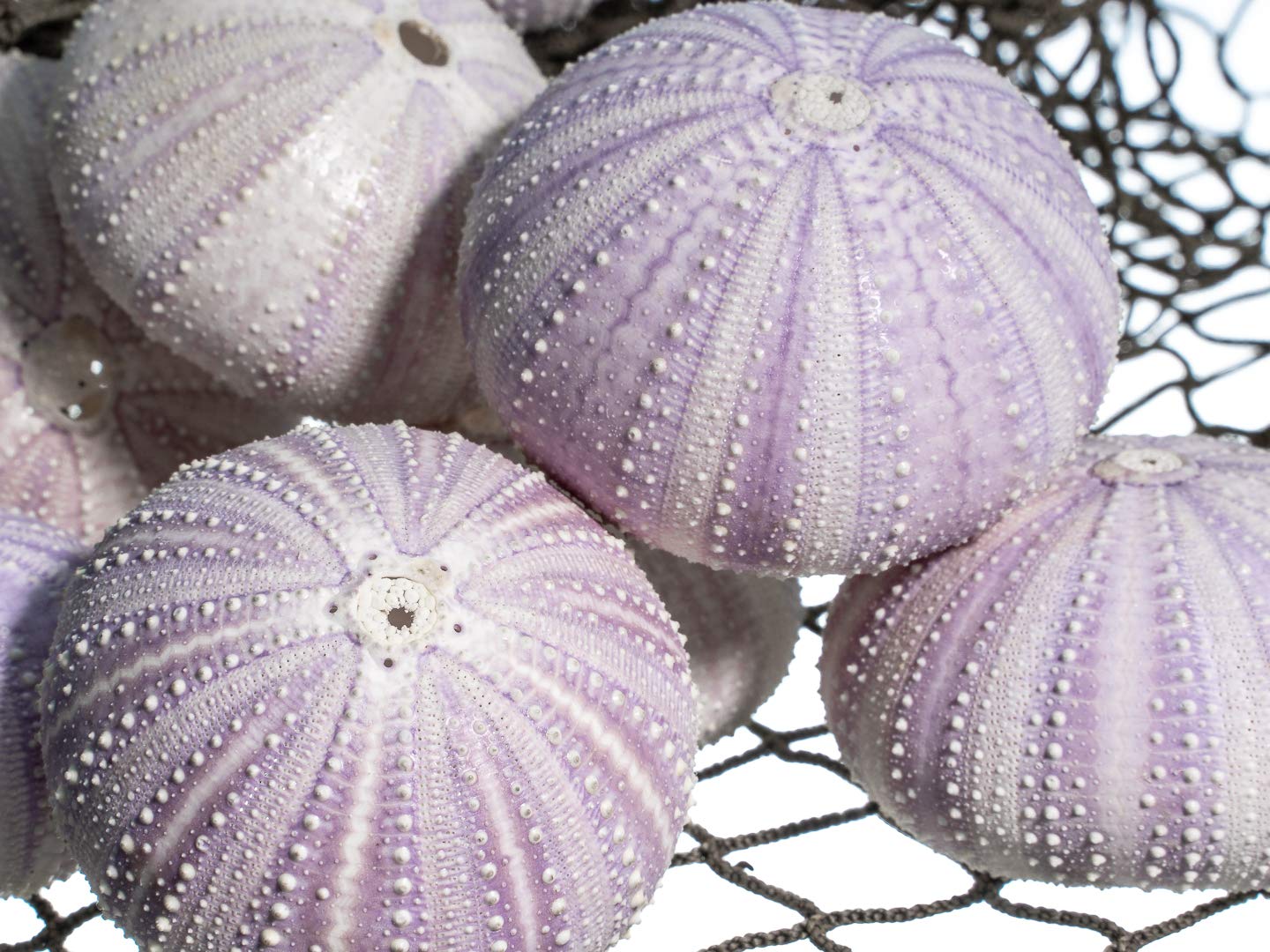 12 Purple Sea Urchin Shells (1.5-2.5