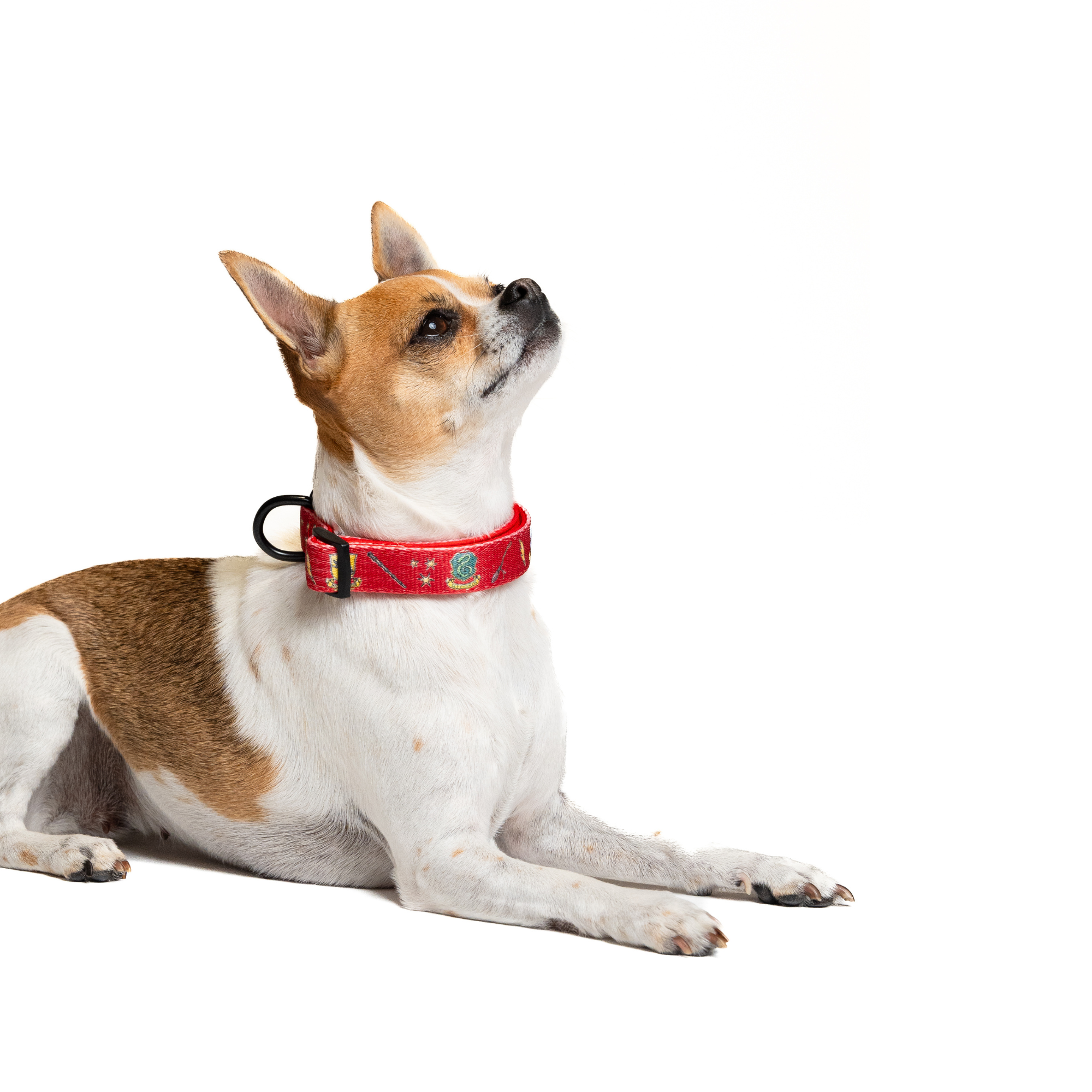Harry Potter Dog Collar - Hogwarts House Themed Pet Collar for Small & Medium Dogs - Perfect for Cosplay, Halloween & Harry Potter Fans