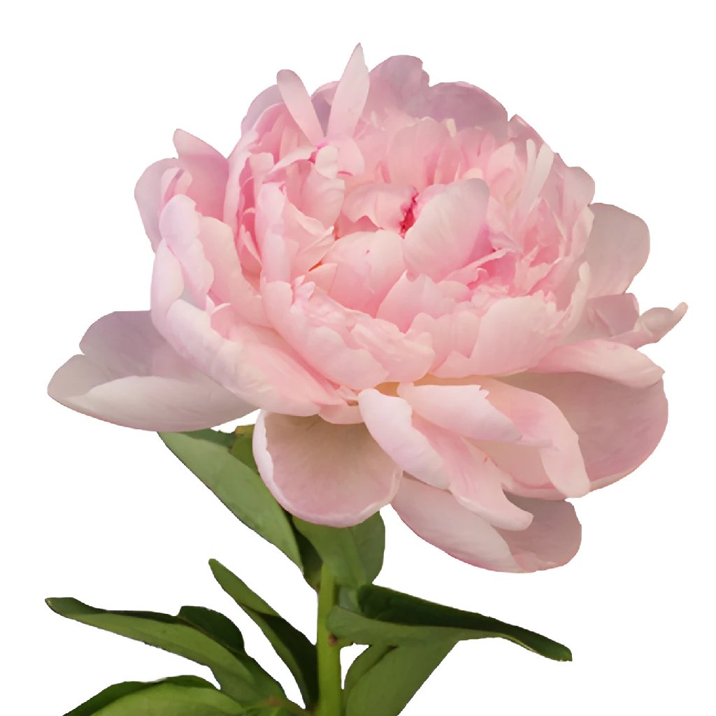 Fresh Cut Blush Peony Flowers - March Delivery | Perfect for Weddings, Home Decor & Spring Bouquets