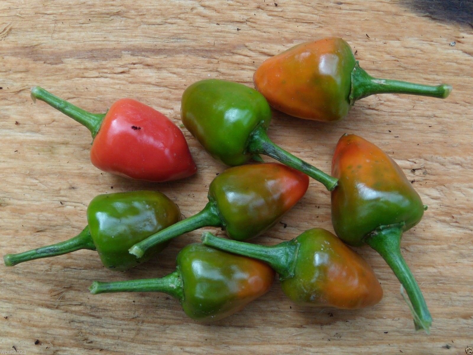 Dundicut Chili Pepper Seeds - Hot & Spicy for Pakistani & Indian Cuisine - Rare Heirloom Variety (30 Seeds) - Perfect for Home Gardening, Cooking & DIY Hot Sauce