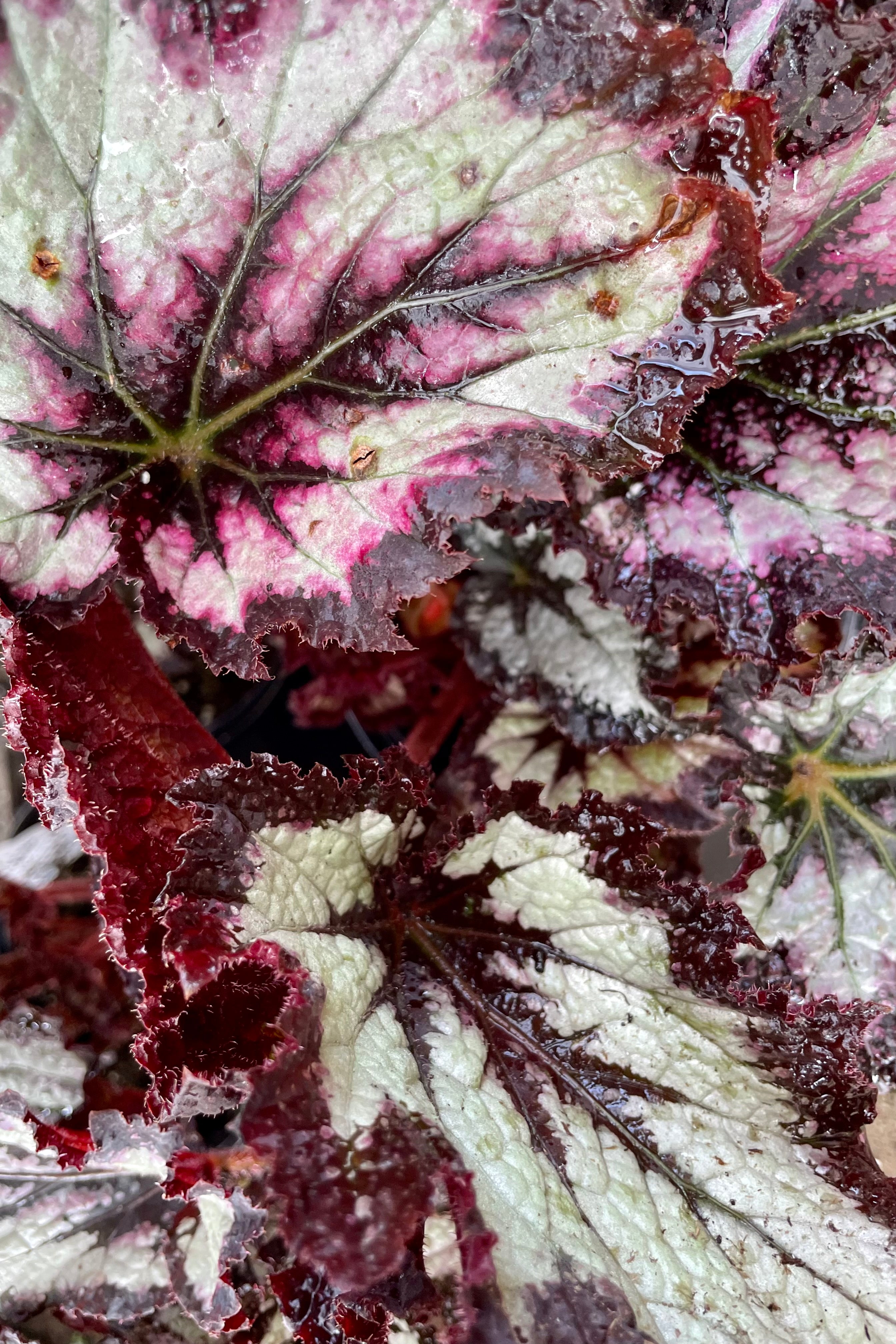 Begonia Rex Cultorum - 5 Live Plants for Home & Garden Decor | Perfect for Indoor Houseplant Lovers & Outdoor Landscaping