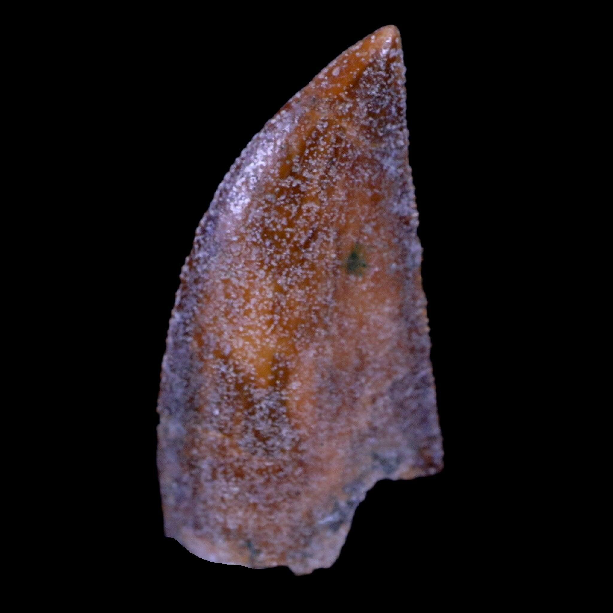 Authentic Majungasaurus Serrated Dinosaur Tooth Fossil from Madagascar - Cretaceous Period with COA - Perfect for Paleontology Collections & Educational Displays