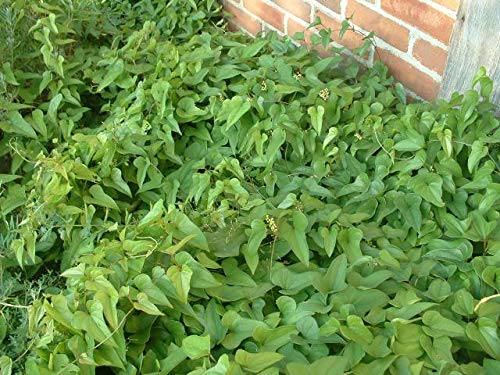 Organic Dioscorea Batatas (Cinnamon Vine) Starter Plants - 5 Pack for Home Garden | Grow Your Own Edible Yam & Fragrant Flowers | Perfect for Vertical Gardening, Asian Cuisine & Medicinal Herbs