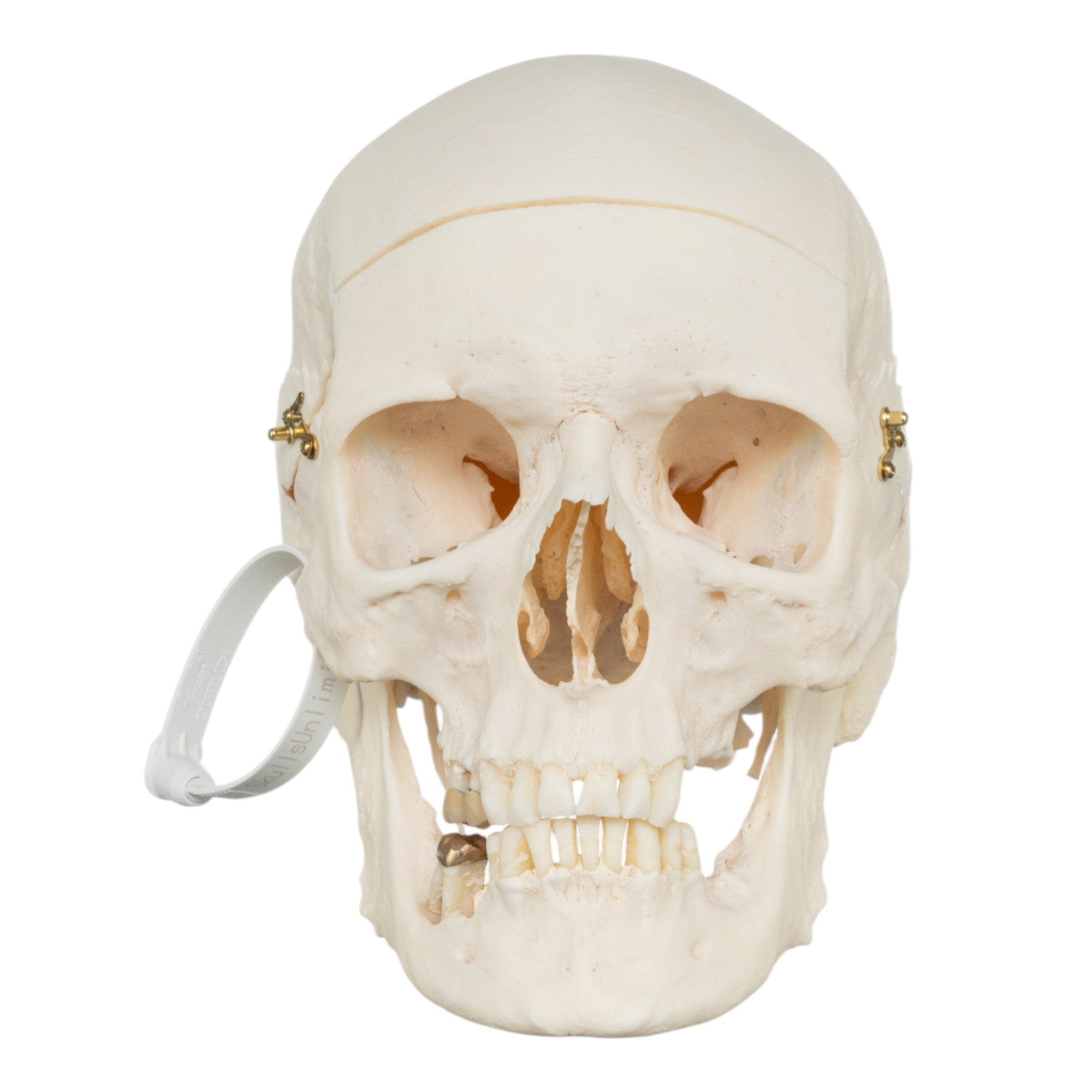 Premium Human Skull Model for Medical Research & Anatomy Study - Perfect for Medical Training, Classroom Education & Halloween Decor