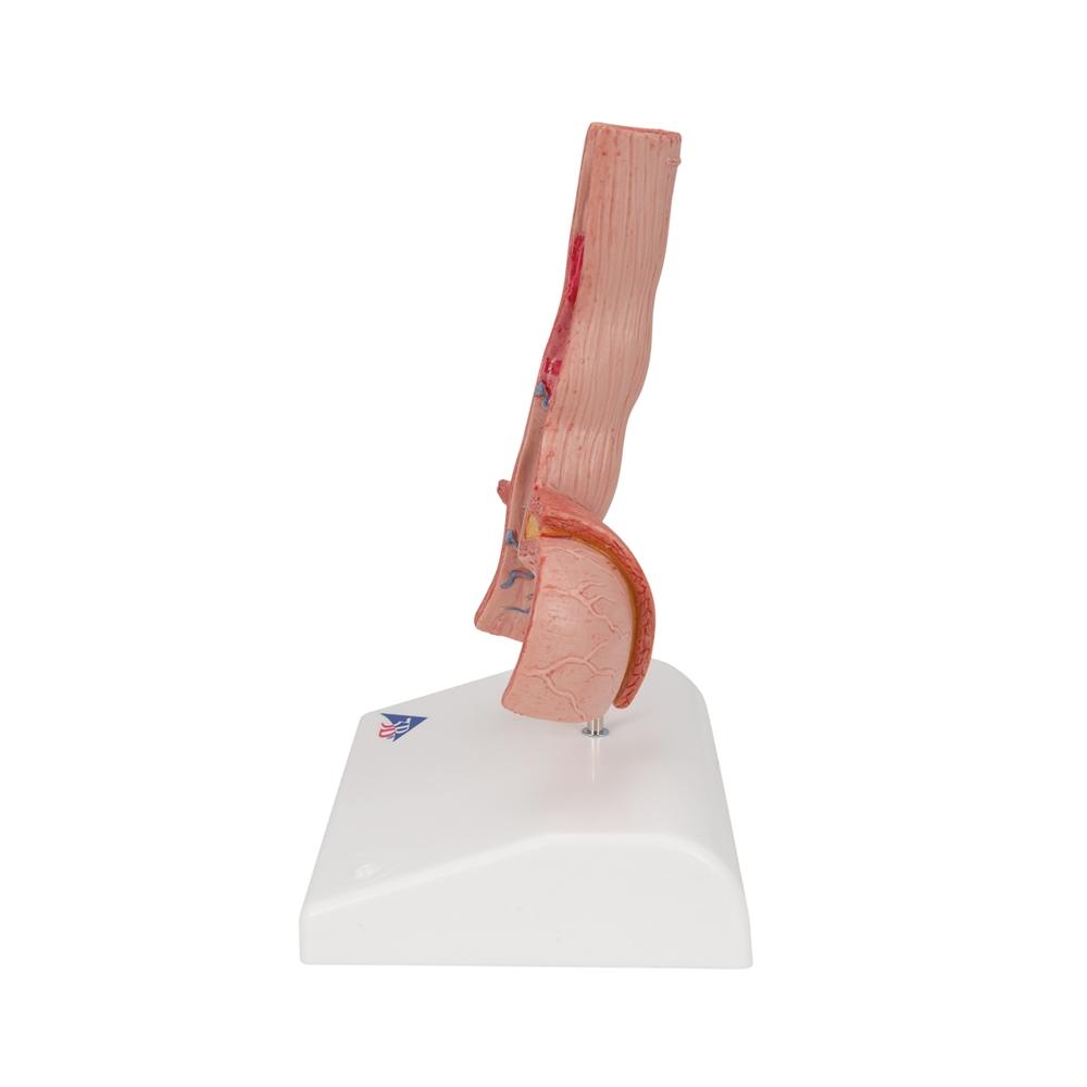 Human Esophagus Anatomy Model - Detailed Medical Teaching Tool for Digestive System Study | Ideal for Students, Doctors & Healthcare Professionals