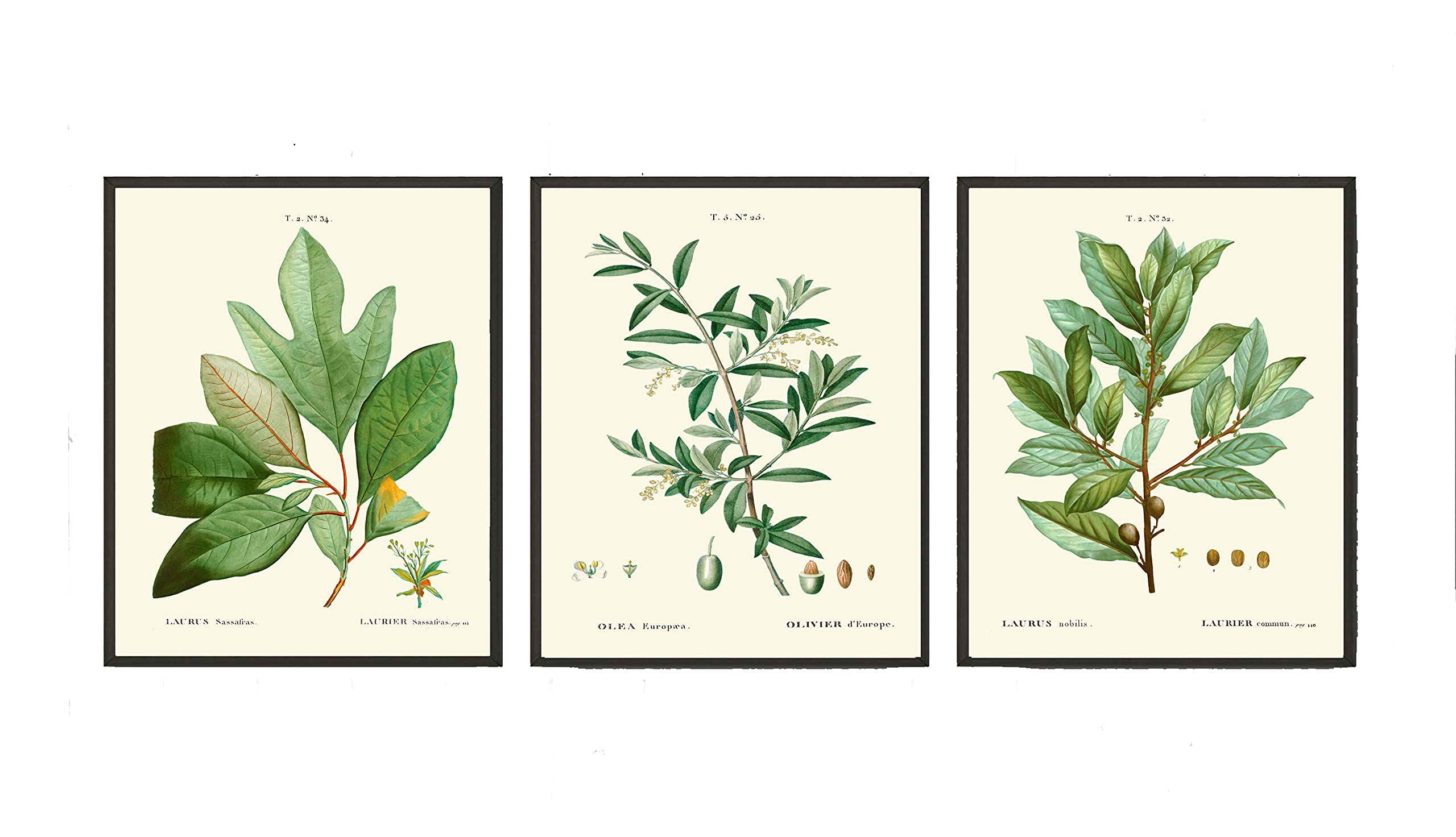 Bay Laurel Olive Herb Spice Botanical Kitchen Wall Art Print Set of 3 - Mediterranean Seasoning Cooking Decor - Unframed 16x20 Inches - Perfect for Home Kitchen, Dining Room & Farmhouse Decor