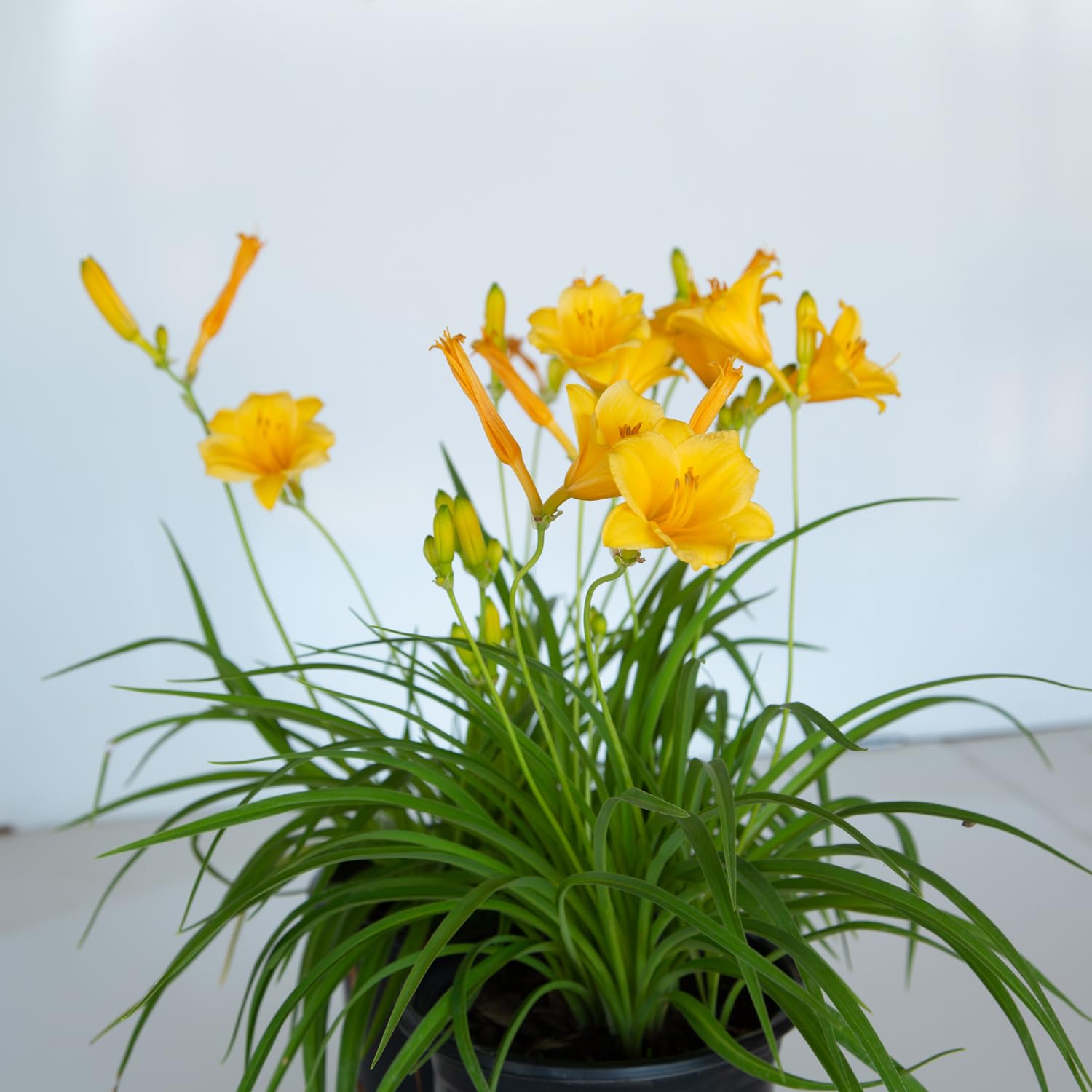 Stella De Oro Daylily Perennial Plant - 2.5 Quart Pot, Yellow Reblooming Flowers, Full Sun Outdoor Garden Plant - Perfect for Landscaping, Borders & Container Gardening