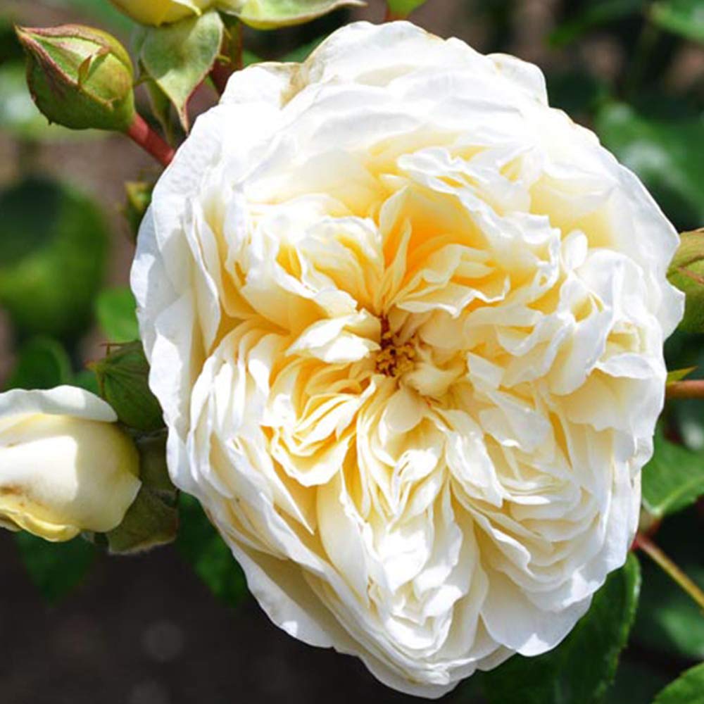 Heirloom Roses English Climbing Rose Plant - Perpetually Yours™ Yellow Rose Bush | Live Outdoor Rose Plant for Garden, Trellis & Landscaping | Perfect for Wedding Decor, Fence Cover & Backyard Beautification