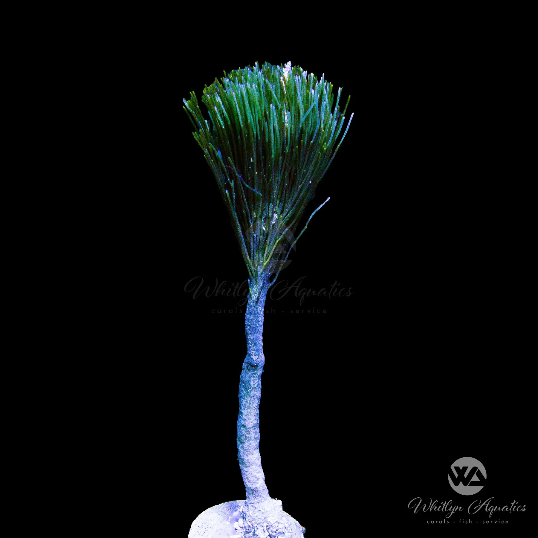 Premium Shaving Brush with Natural Macroalgae Bristles - Soft & Exfoliating for Smooth Shave - Perfect for Men's Grooming & Wet Shaving Routine