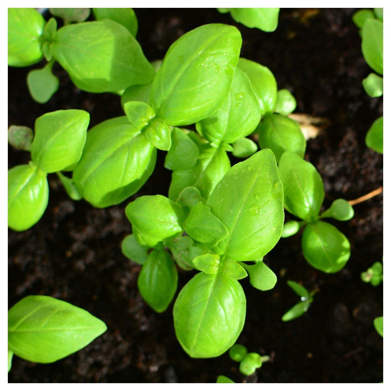 Everwilde Farms - 1/4 Lb Italian Large Leaf Basil Herb Seeds - Non-GMO, Heirloom - Gold Vault Packaging - Perfect for Home Gardening, Cooking & Fresh Herbs