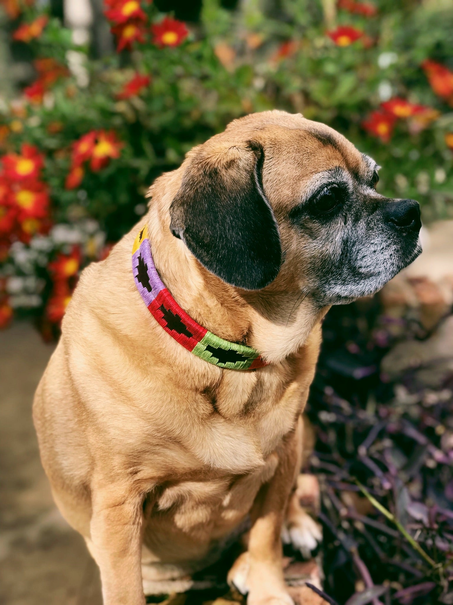 Waterproof Reflective Dog Collar - Durable Nylon Pet Collar with Quick-Release Buckle for Small Medium Large Dogs | Perfect for Walking, Training & Nighttime Safety