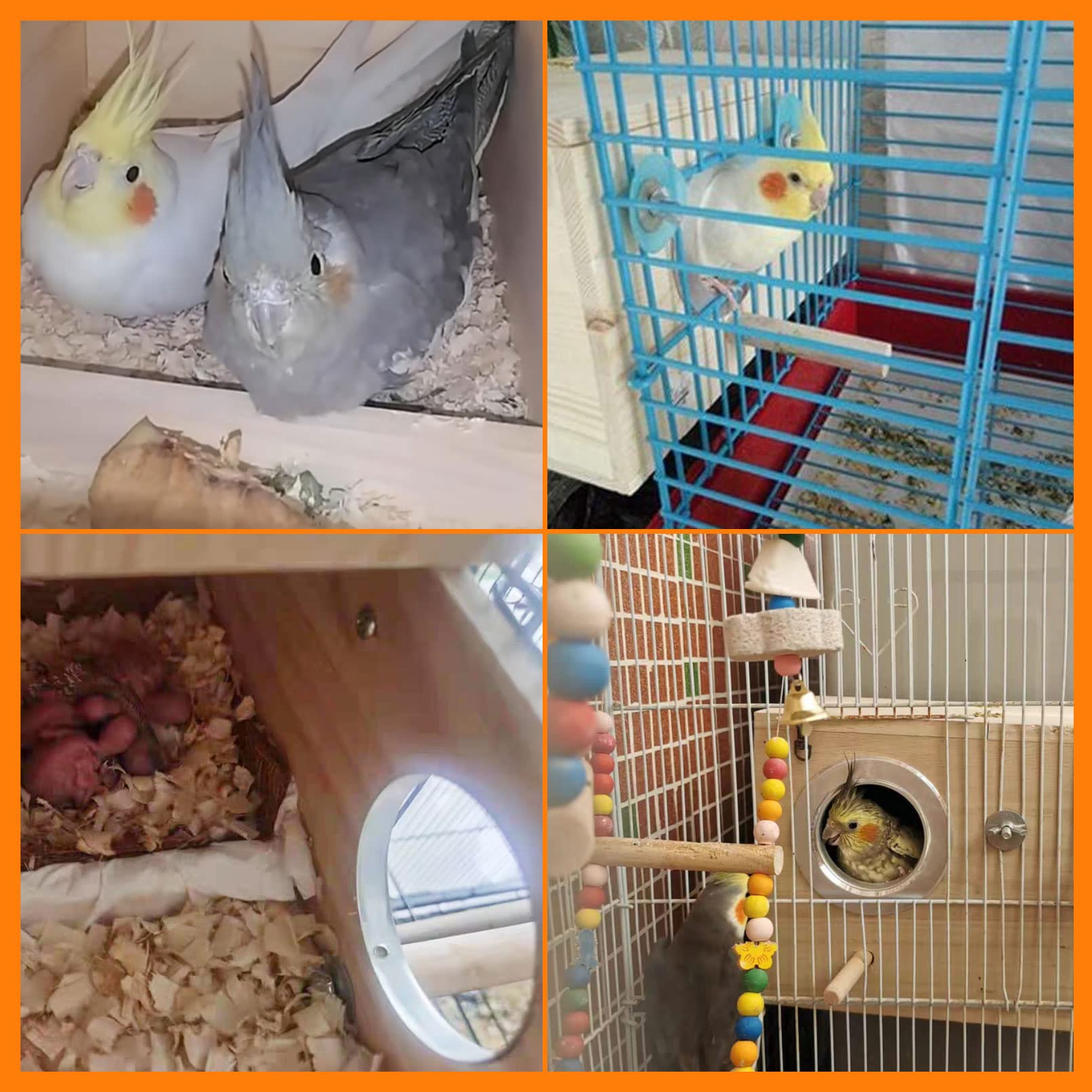 Premium Parakeet Nest Box - Budgie & Cockatiel Breeding House for Lovebirds & Medium/Large Parrots | Safe & Durable Bird Mating Box for Aviary or Home Use