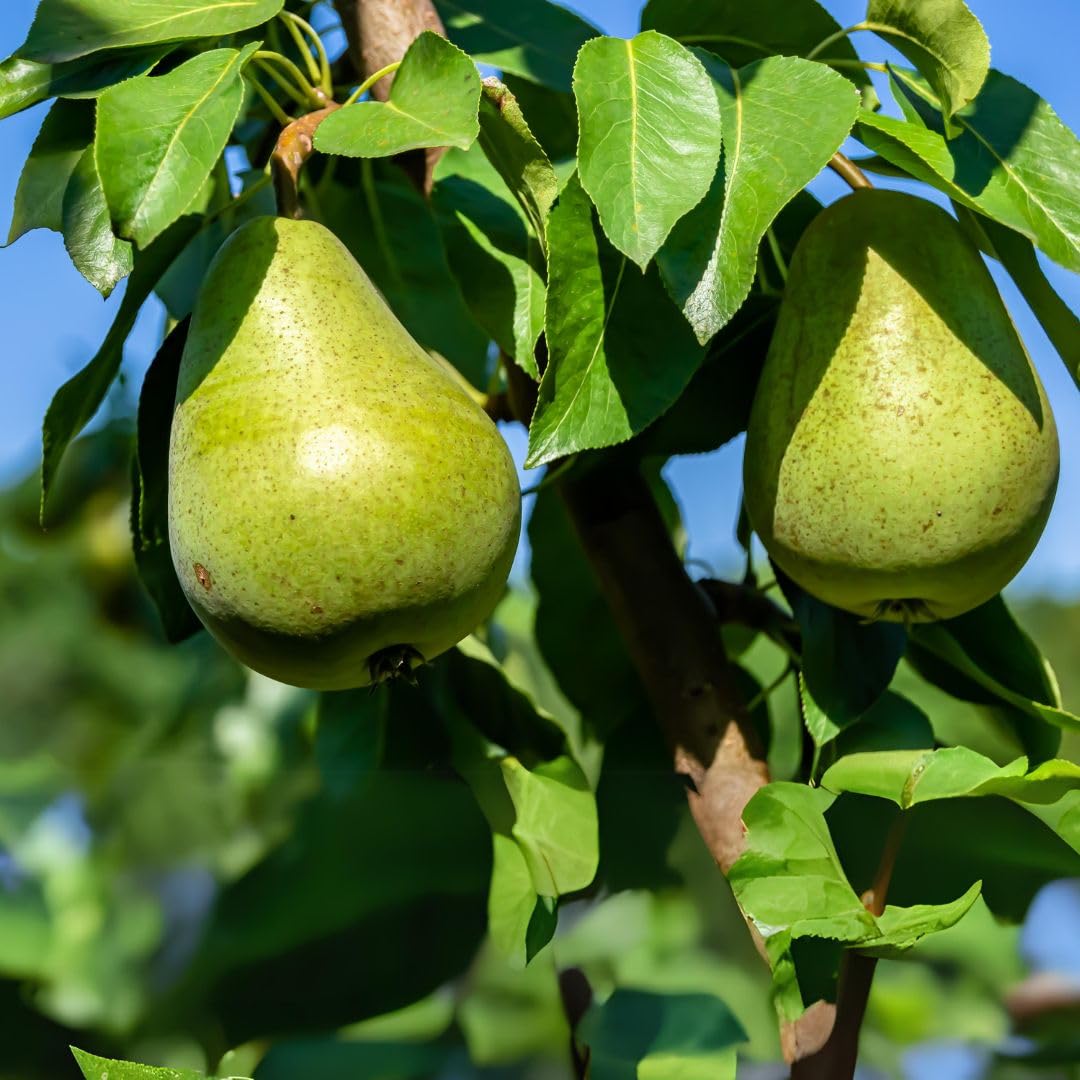Dolce Frutti Bartlett Pears - Fresh 4 lbs Box | Gourmet Gift Pears for Holidays, Birthdays & Special Occasions | Perfect for Fruit Baskets, Healthy Snacking & Elegant Gift Giving