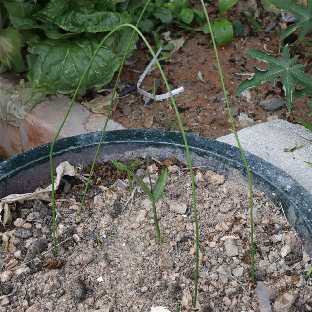6Pcs 3.9ft Steel Greenhouse Hoops with Plastic Coating - Bendable Plant Support Arches for Grow Tunnels, Tomato Gardens & Fabric Covers | Durable Plant Protection for Raised Beds, Row Covers & Seasonal Gardening