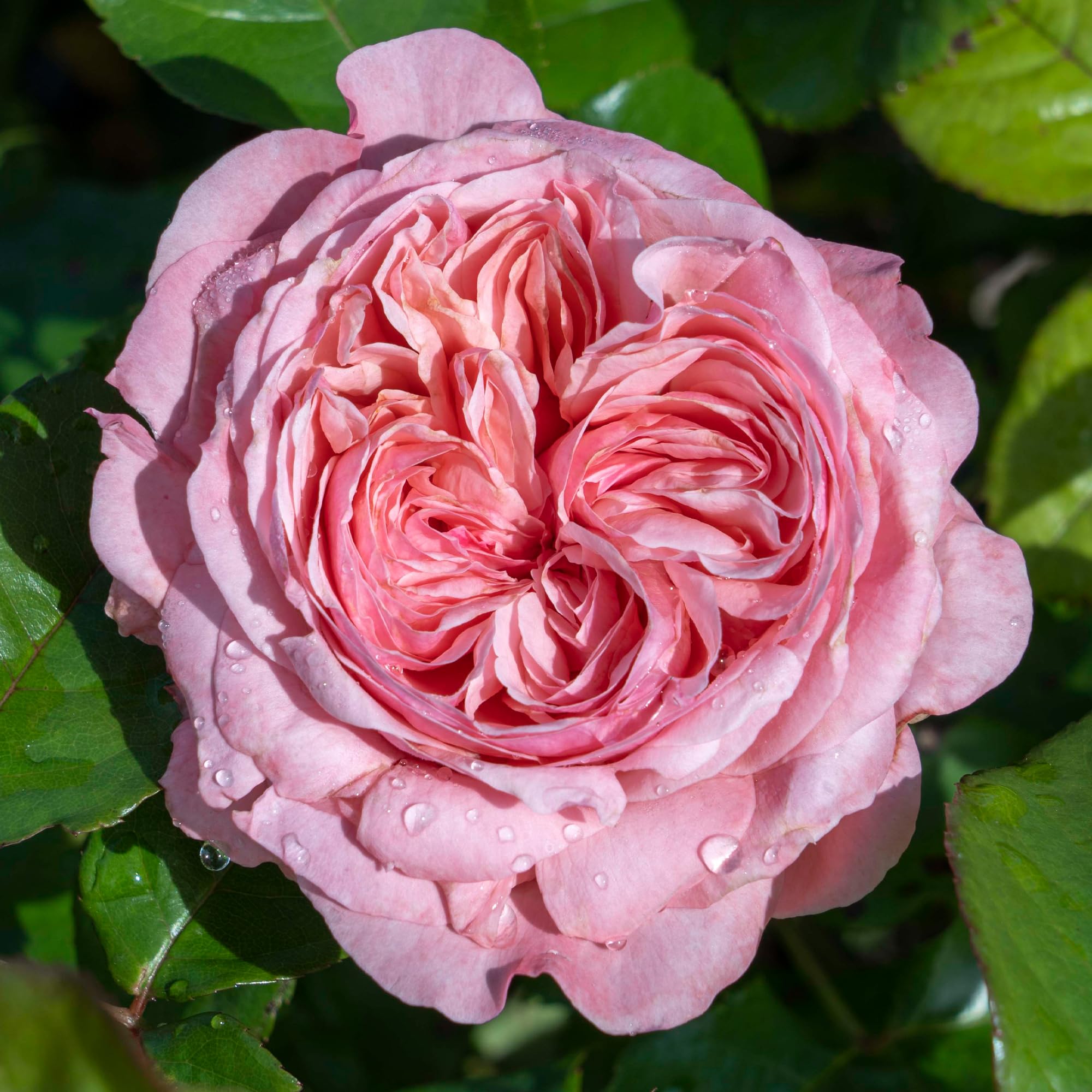 Reblooming Romantic Pink Hybrid Tea Rose Plant - 1.5 Gal Potted Bush with Large Fragrant Flowers, Easy to Grow Own Root Live Plant for Garden, Wedding Decor & Landscaping
