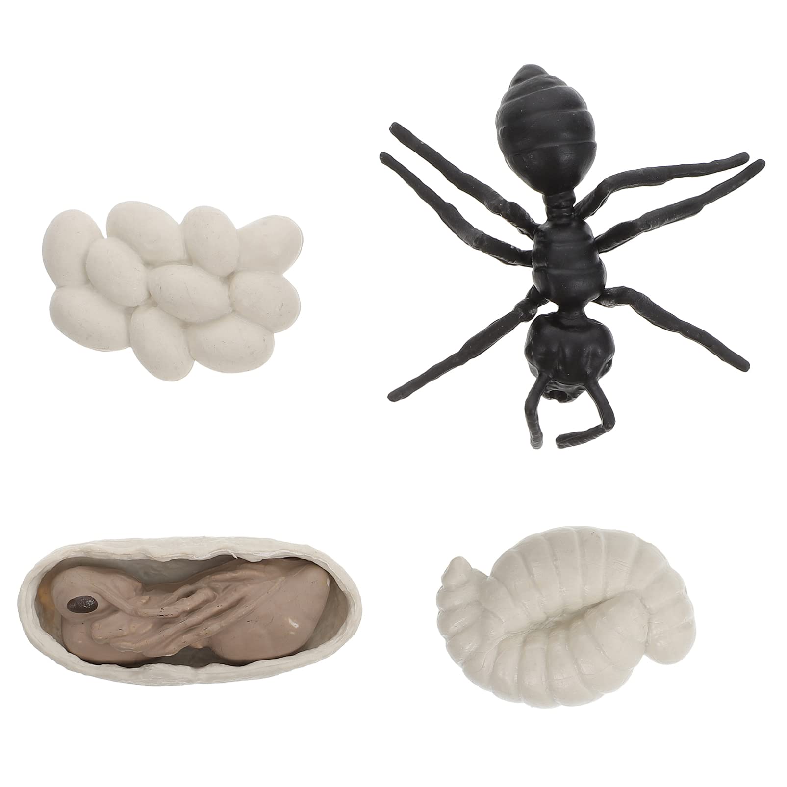 Ant Life Cycle Educational Toys for Preschoolers - 1 Set of Montessori Learning Toys for Kids, Science & Nature Exploration - Perfect for Classroom, Homeschooling & STEM Activities